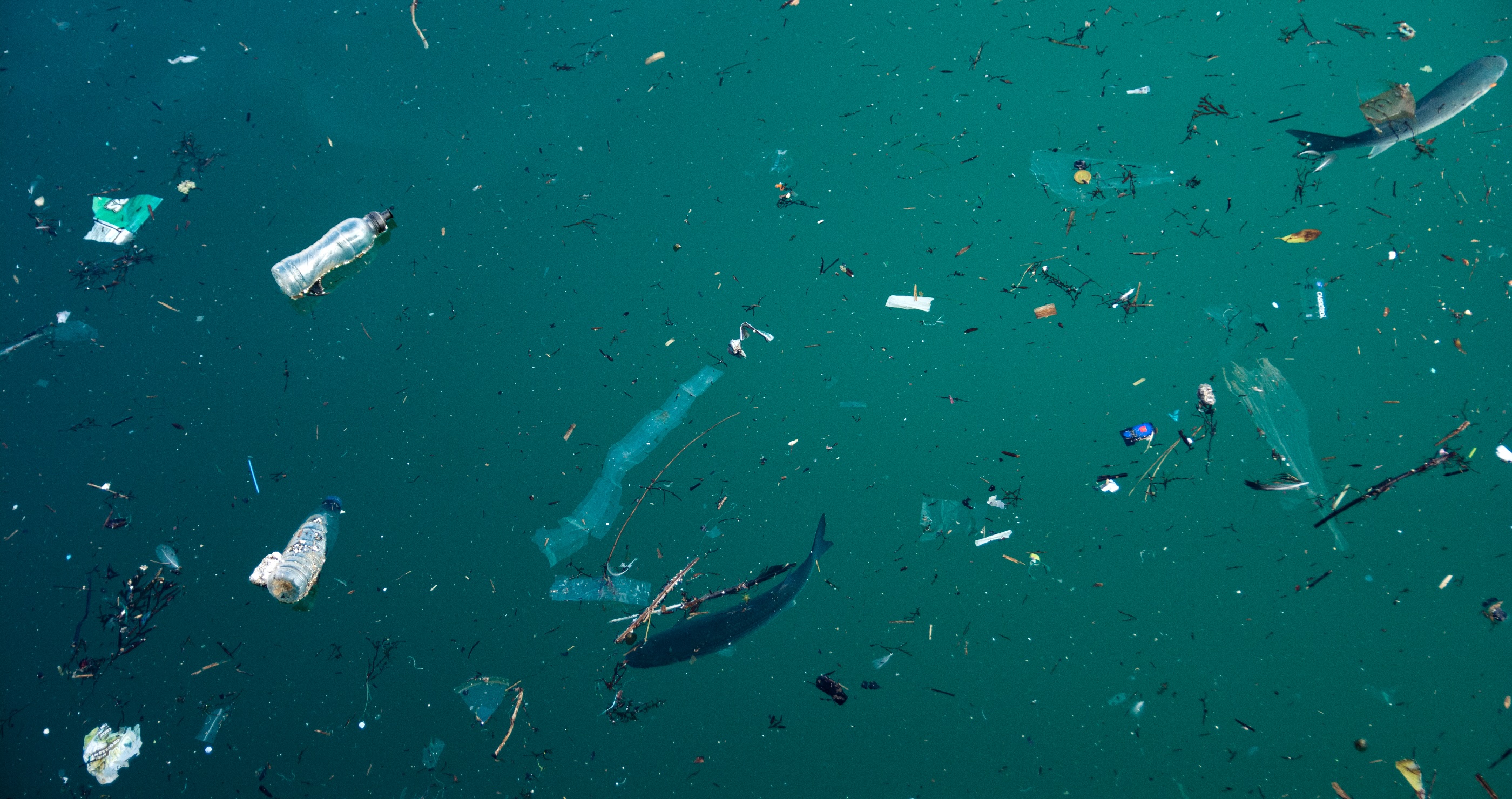 Now Some Scientists Are Arguing Against Removing Plastic From Our Oceans: Find Out Why
