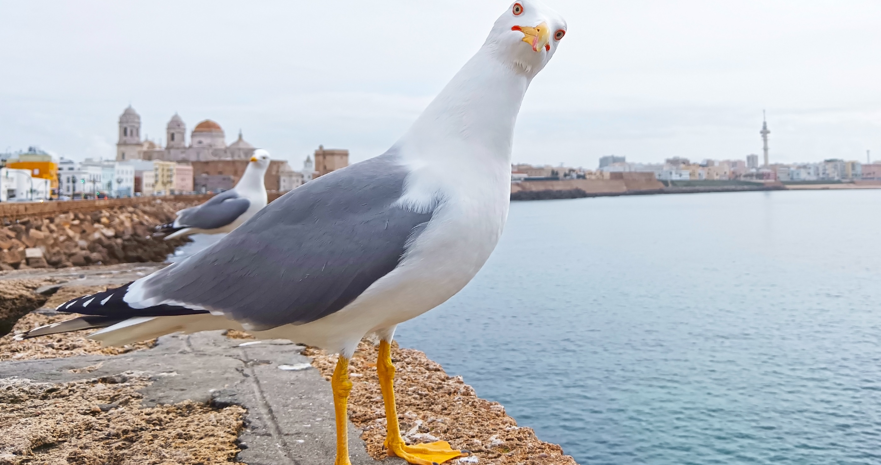 Soccer Match In Turkey Turns Interesting When A Soccer Player Uses CPR To Revive A Seagull