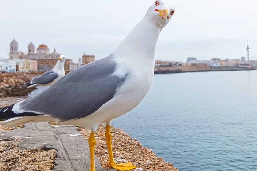 Soccer Match In Turkey Turns Interesting When A Soccer Player Uses CPR To Revive A Seagull
