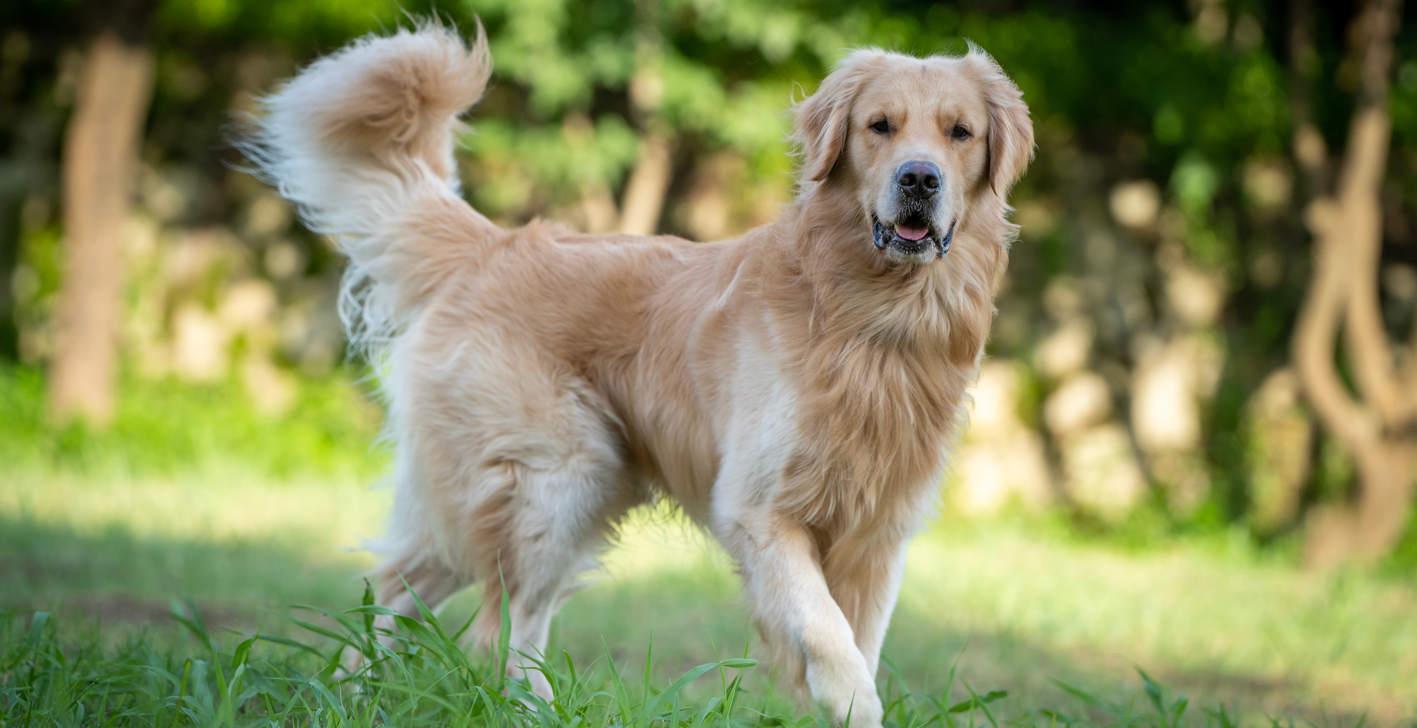 Steakhouse Treats Terminally Ill Dog To 5-Star Final Meal