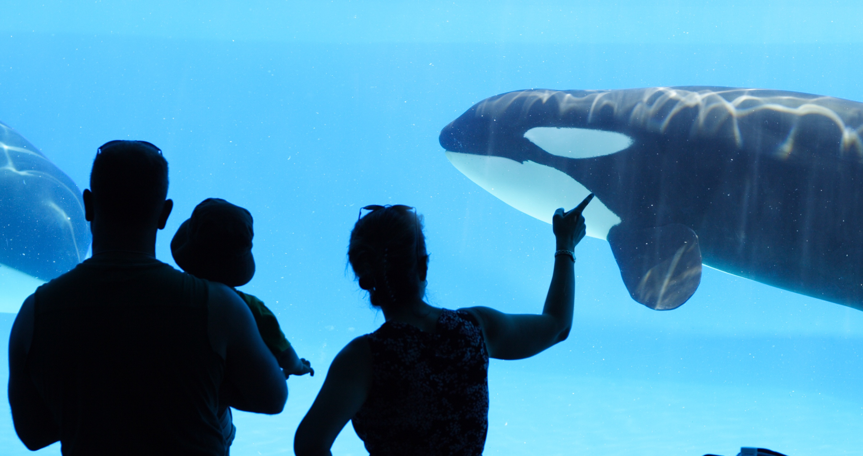 The Race To Save Mother And Son Orcas Trapped In Shut Down Aquarium Is On