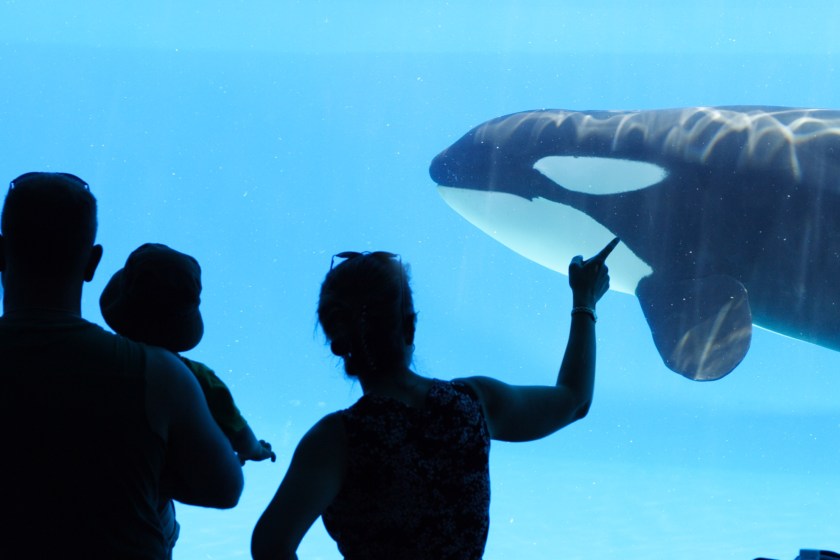 The Race To Save Mother And Son Orcas Trapped In Shut Down Aquarium Is On