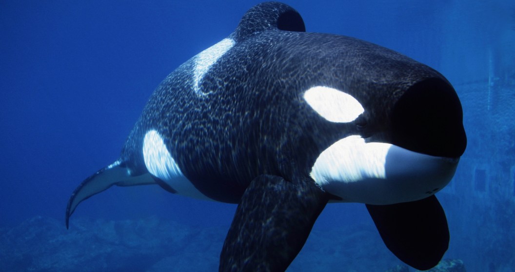 The Race To Save Mother And Son Orcas Trapped In Shut Down Aquarium Is On