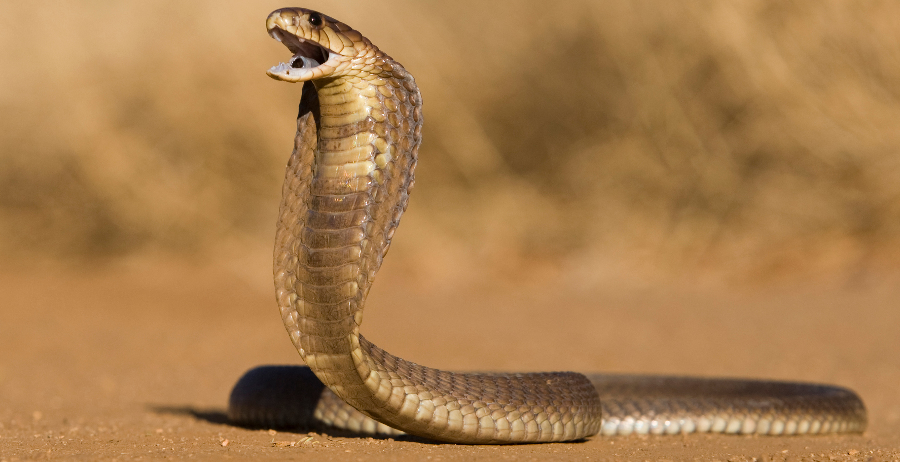 'The Voice' Singer Dies After Getting Bitten by Venomous Snake While Sleeping