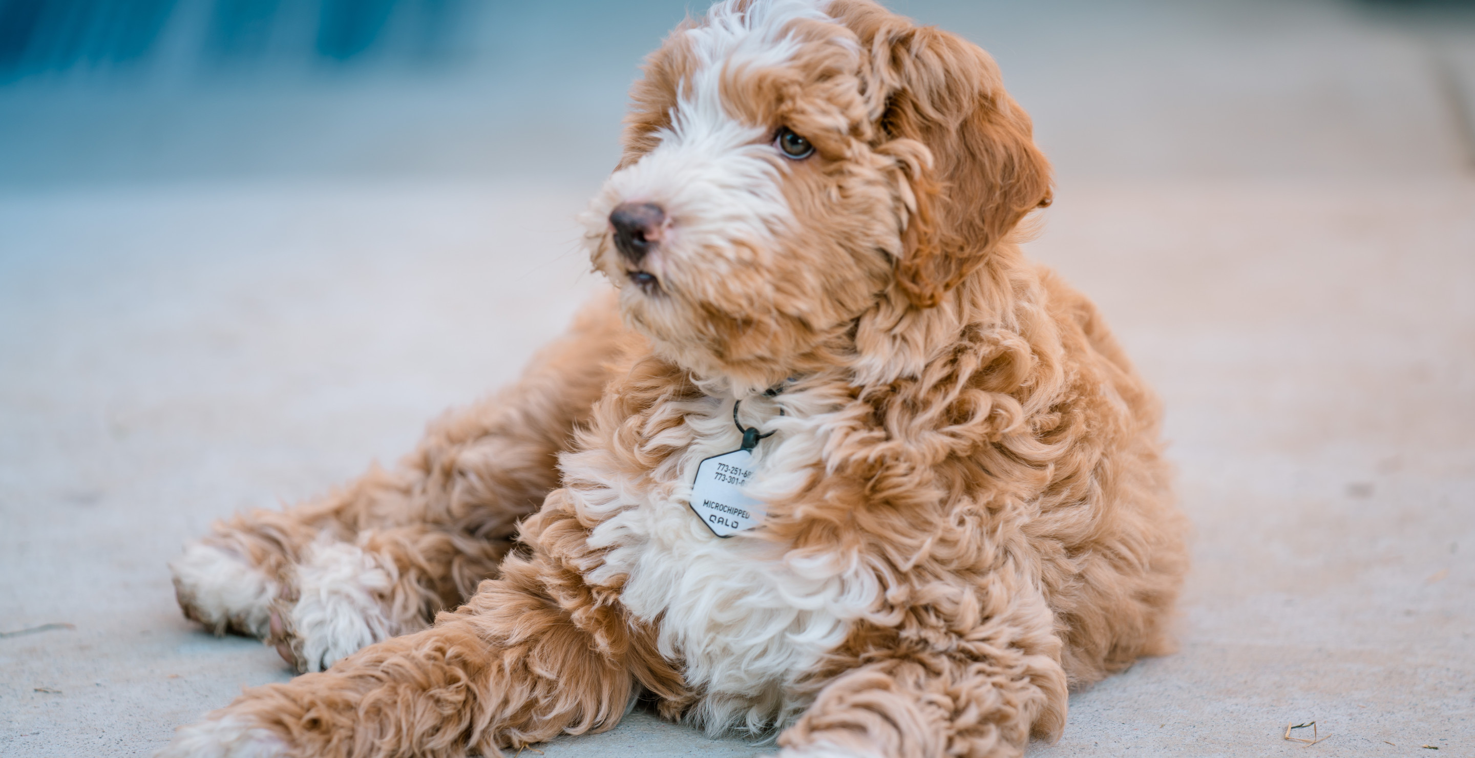 Woman Arrested for Abandoning Dog at Airport