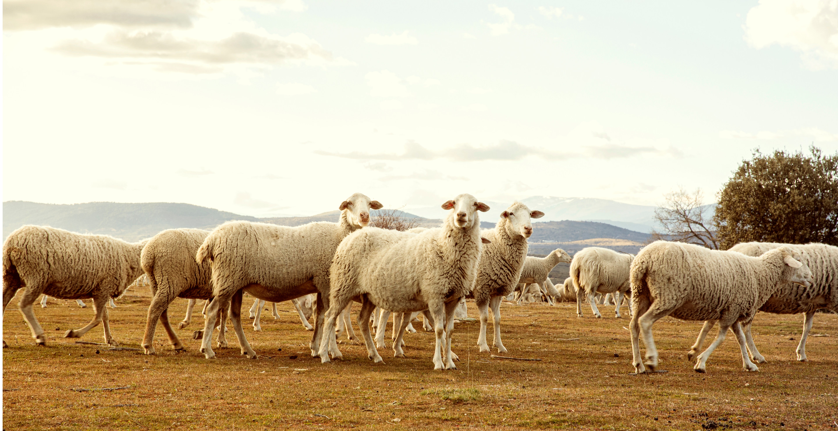13 Lambs Found With Their Necks Deliberately Broken in Horrifying Murder Mystery