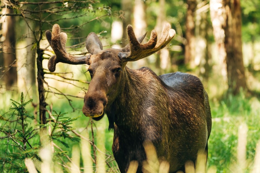 A Hunter Shares How How He And His Guide Were Trapped In The Canadian Wilderness For 10 Days