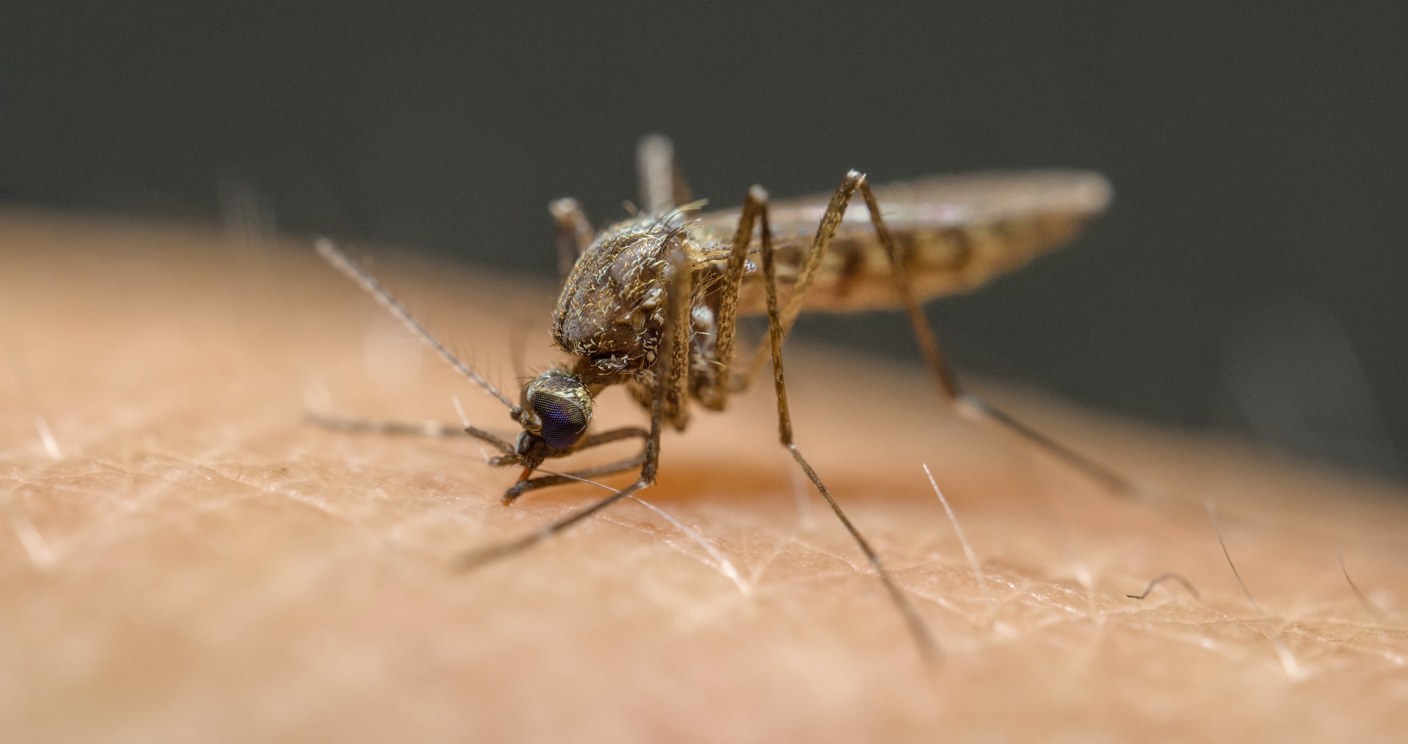 CDC Issues Travel Warning For Multiple Countries With High Risk For A Disease That Can Cause Brain Bleeds