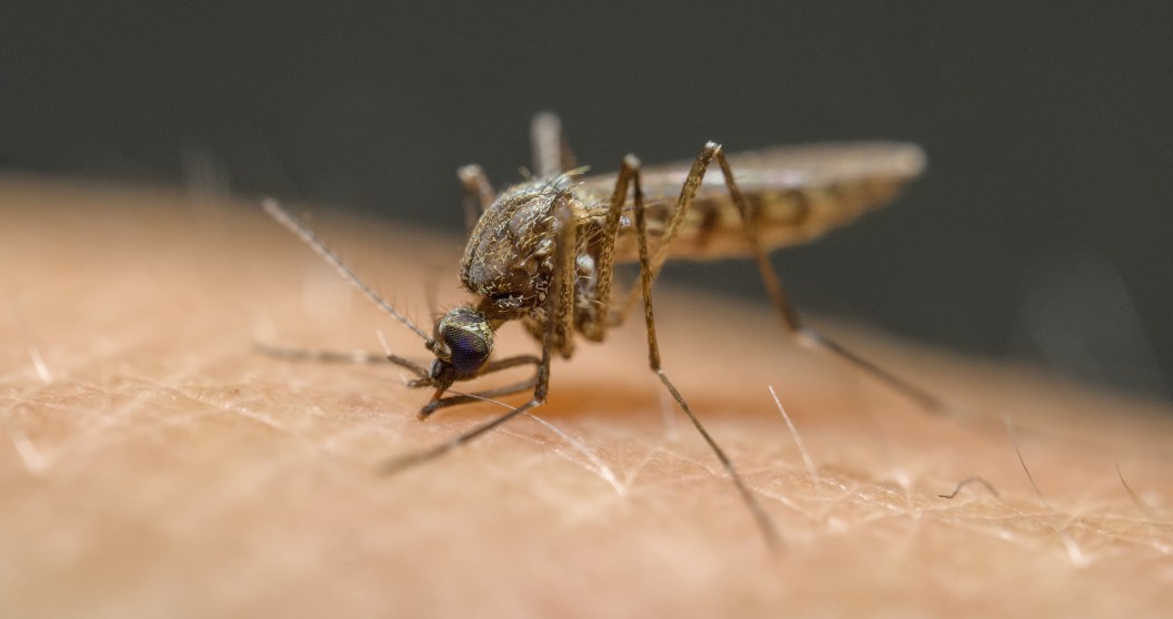 CDC Issues Travel Warning For Multiple Countries With High Risk For A Disease That Can Cause Brain Bleeds