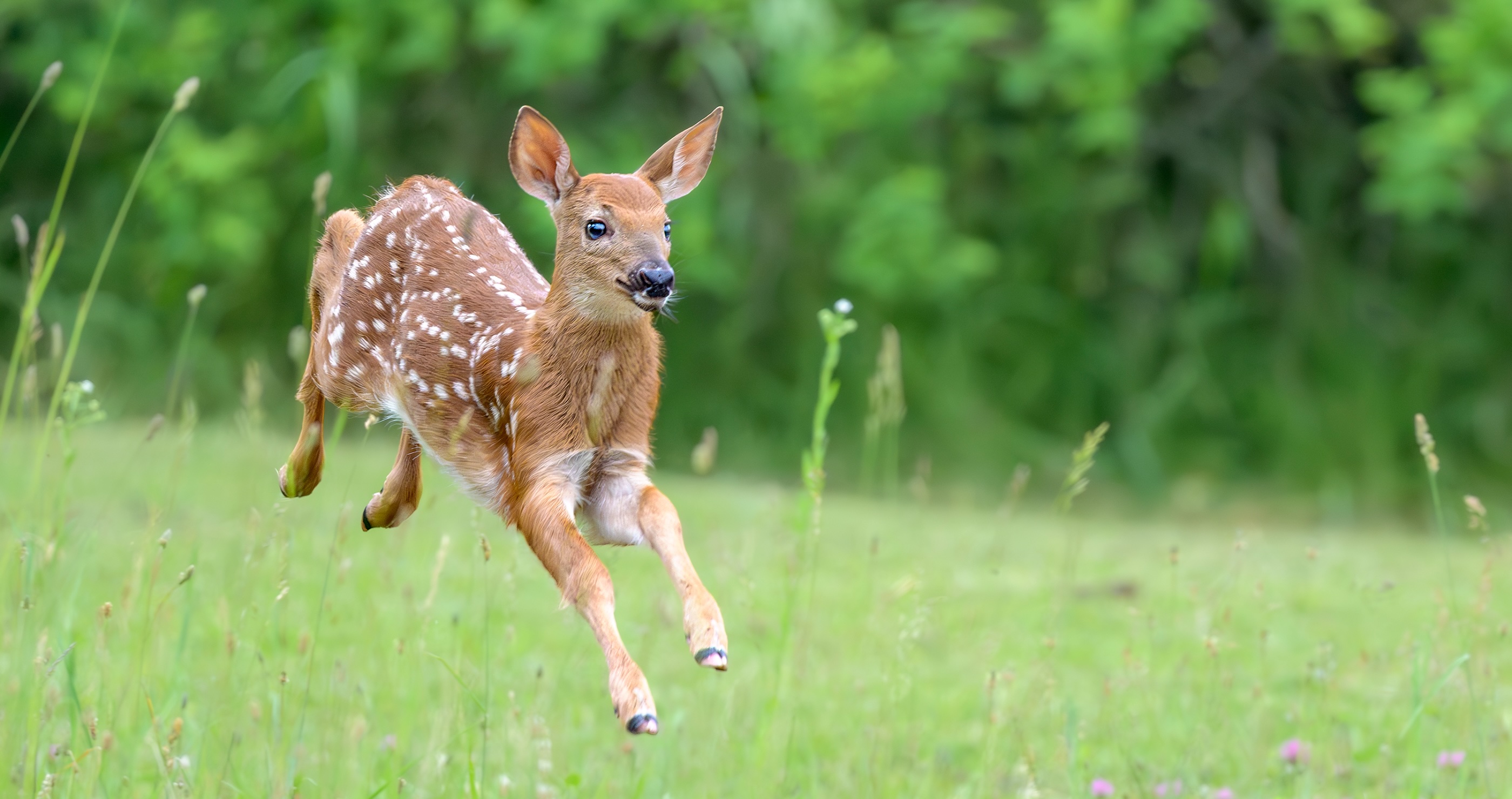 Driver Pulls Over To Save Deer From Massive Python's Grasp