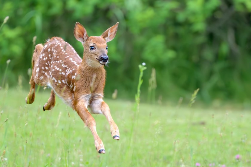 Driver Pulls Over To Save Deer From Massive Python's Grasp