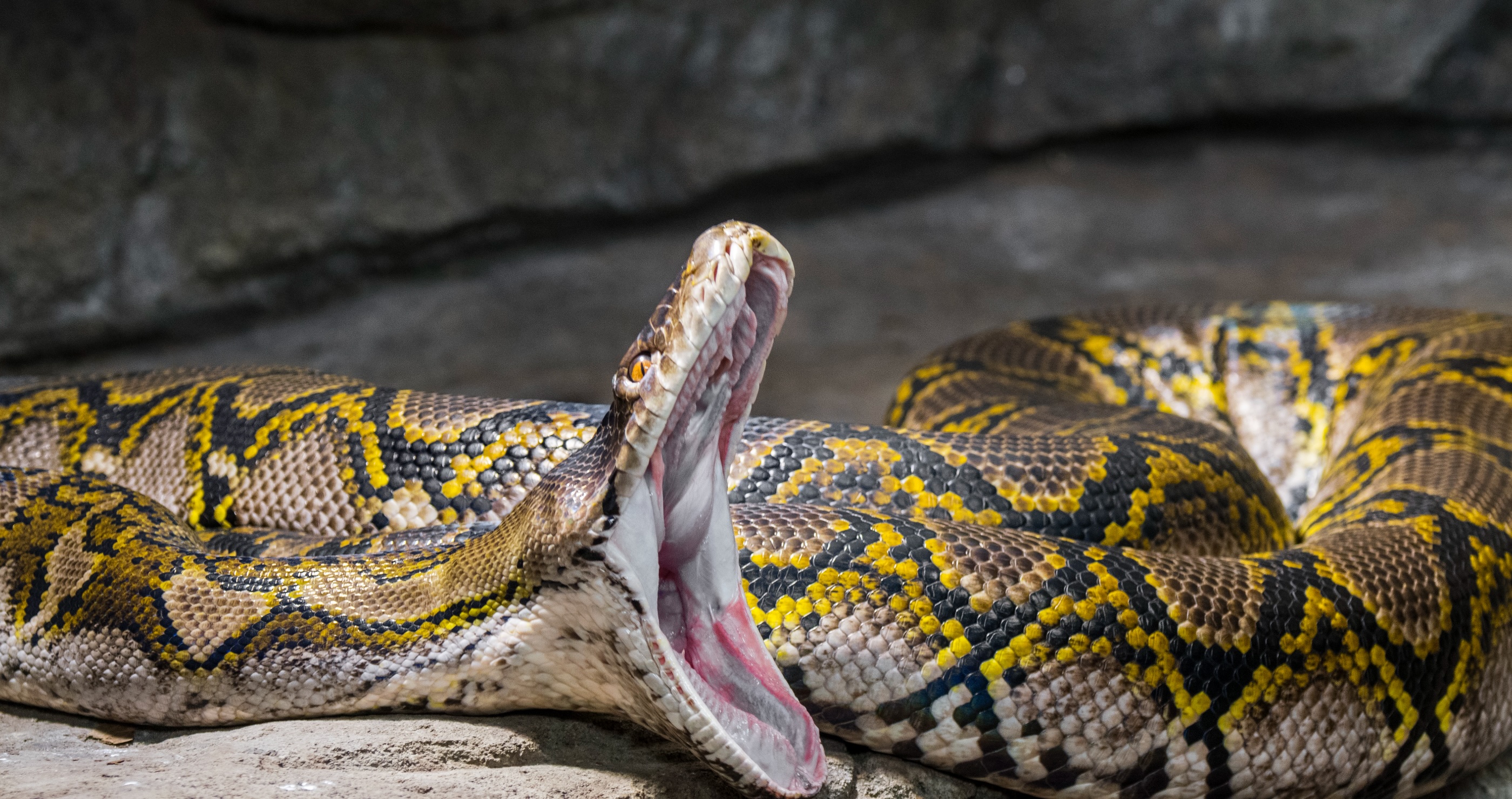 Driver Pulls Over To Save Deer From Massive Python's Grasp