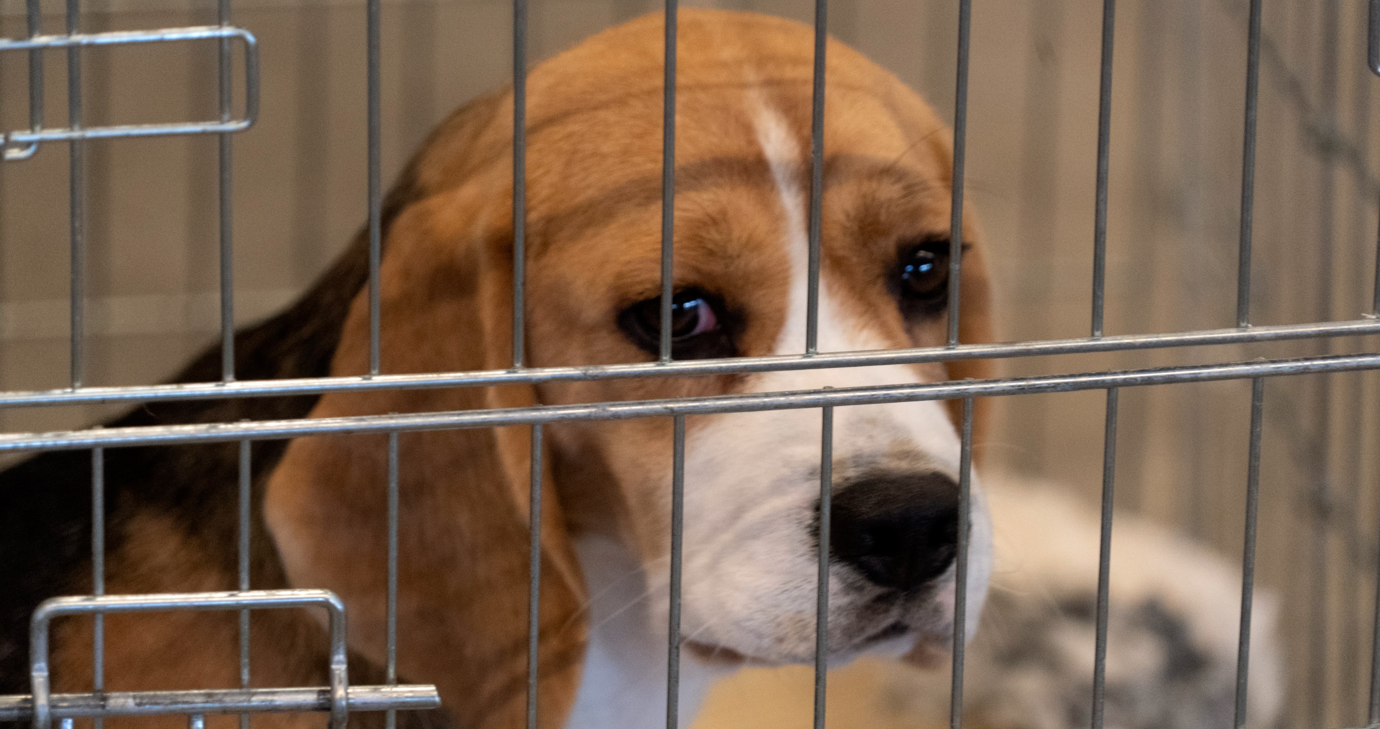 Famous 'Baywatch' Actress Is Arrested After Freeing Beagles During Animal Rights Protest