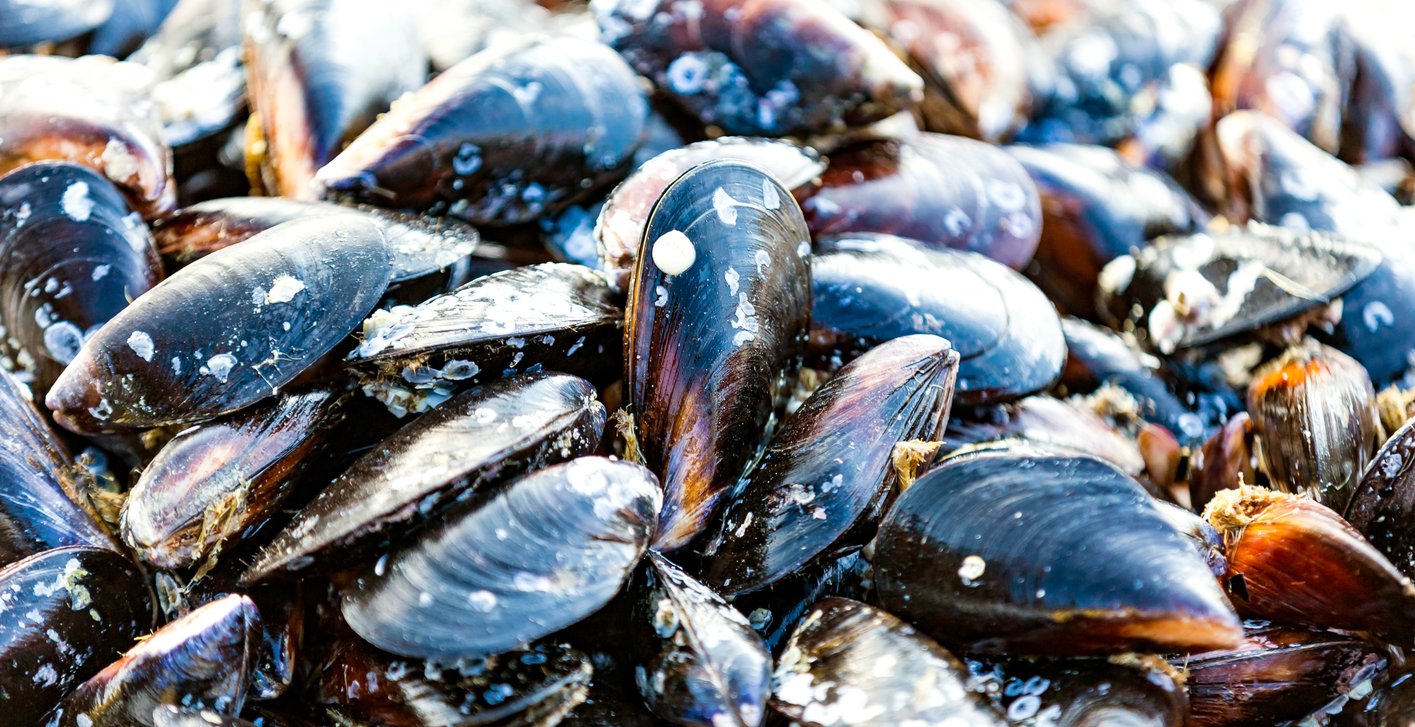 Invasive Mussels Are Causing Havoc in One US State
