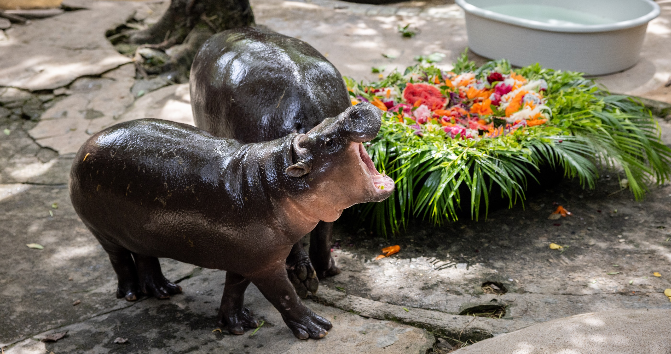 Man Arrested After Sneaking Into Famous Pygmy Hippo Moo Deng's Enclosure