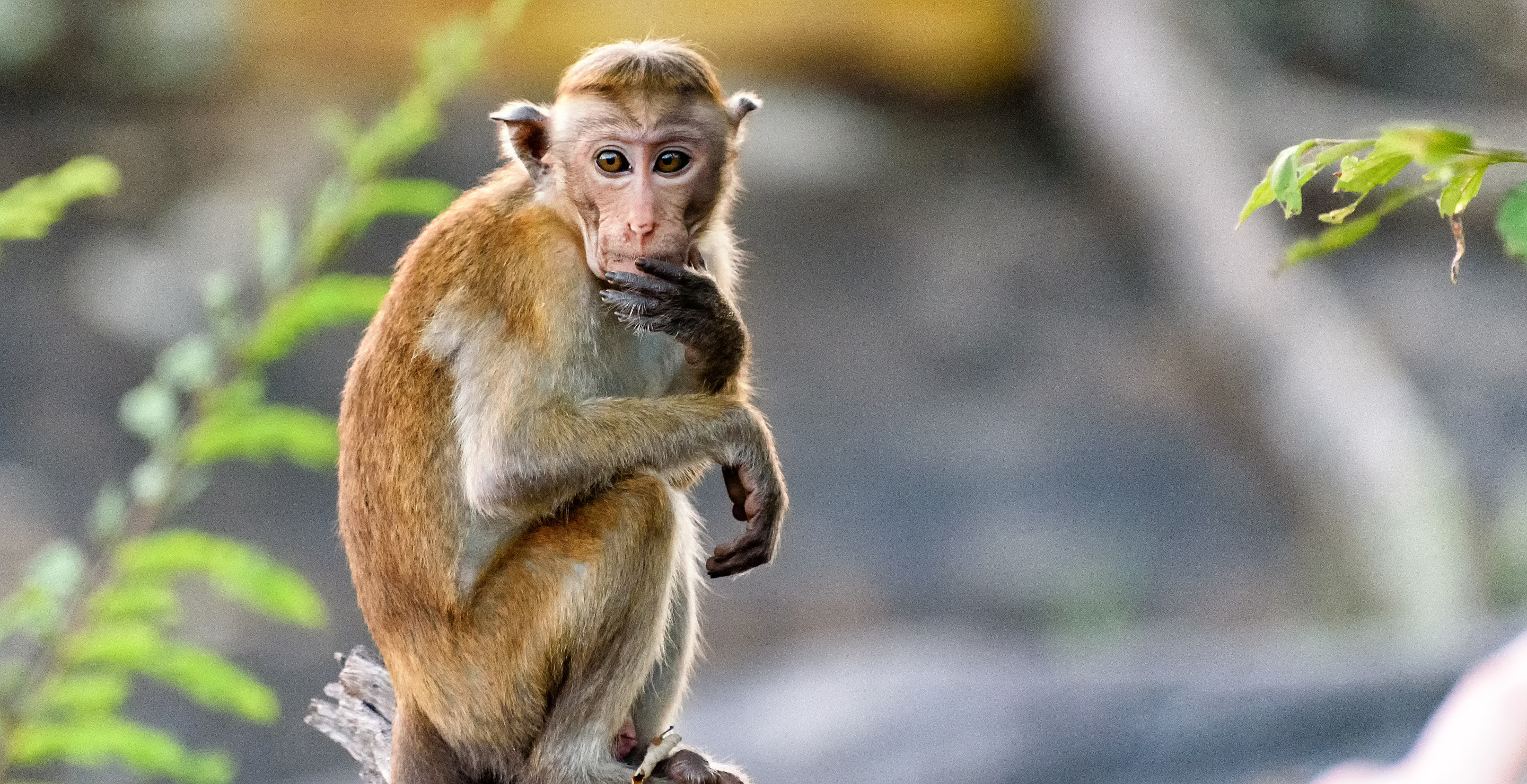 Monkey Straight Out of A Sitcom Terrorizes Home Owner