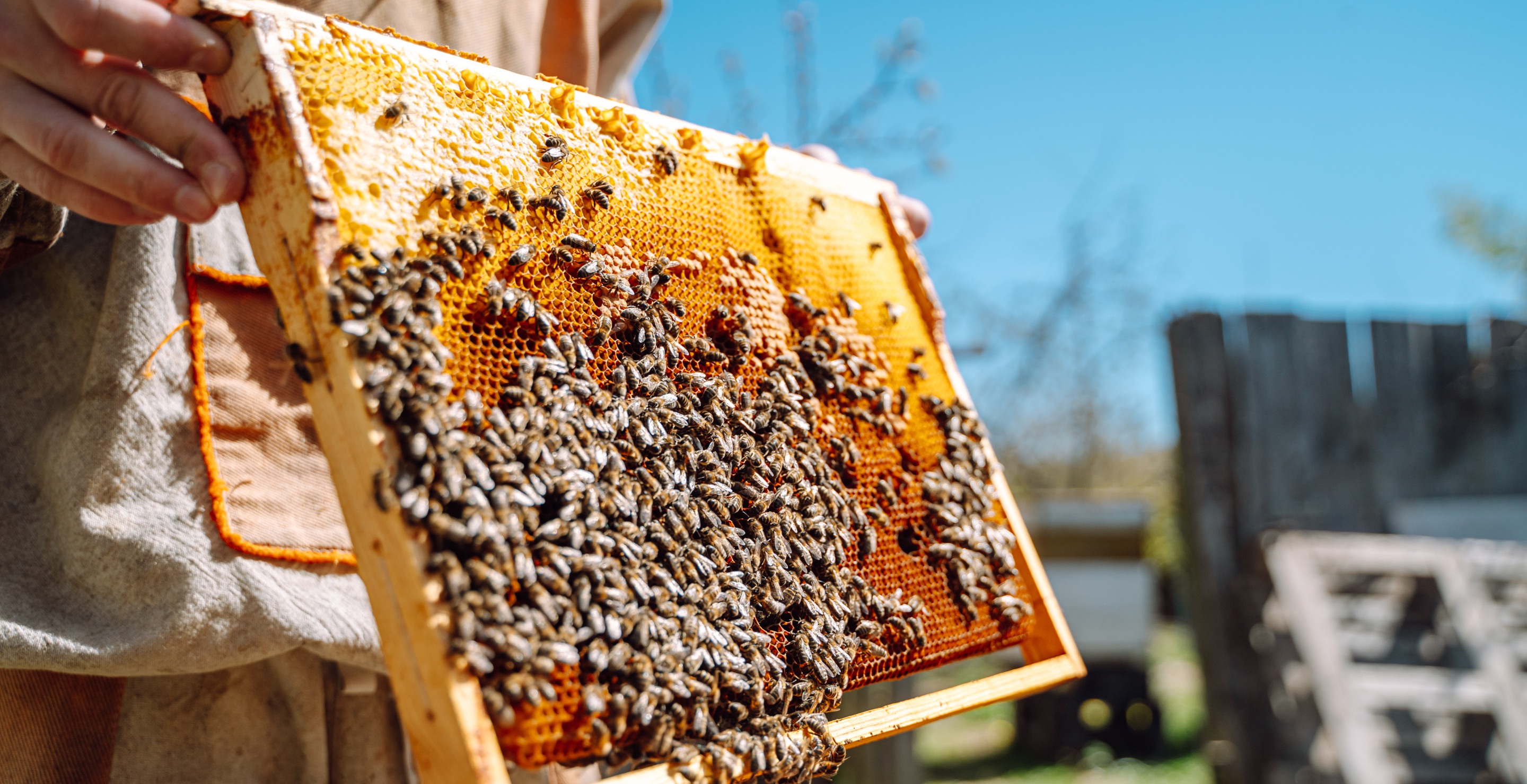 More Than 50,000 Bees Dead After Arson Torches Pennsylvania Farm