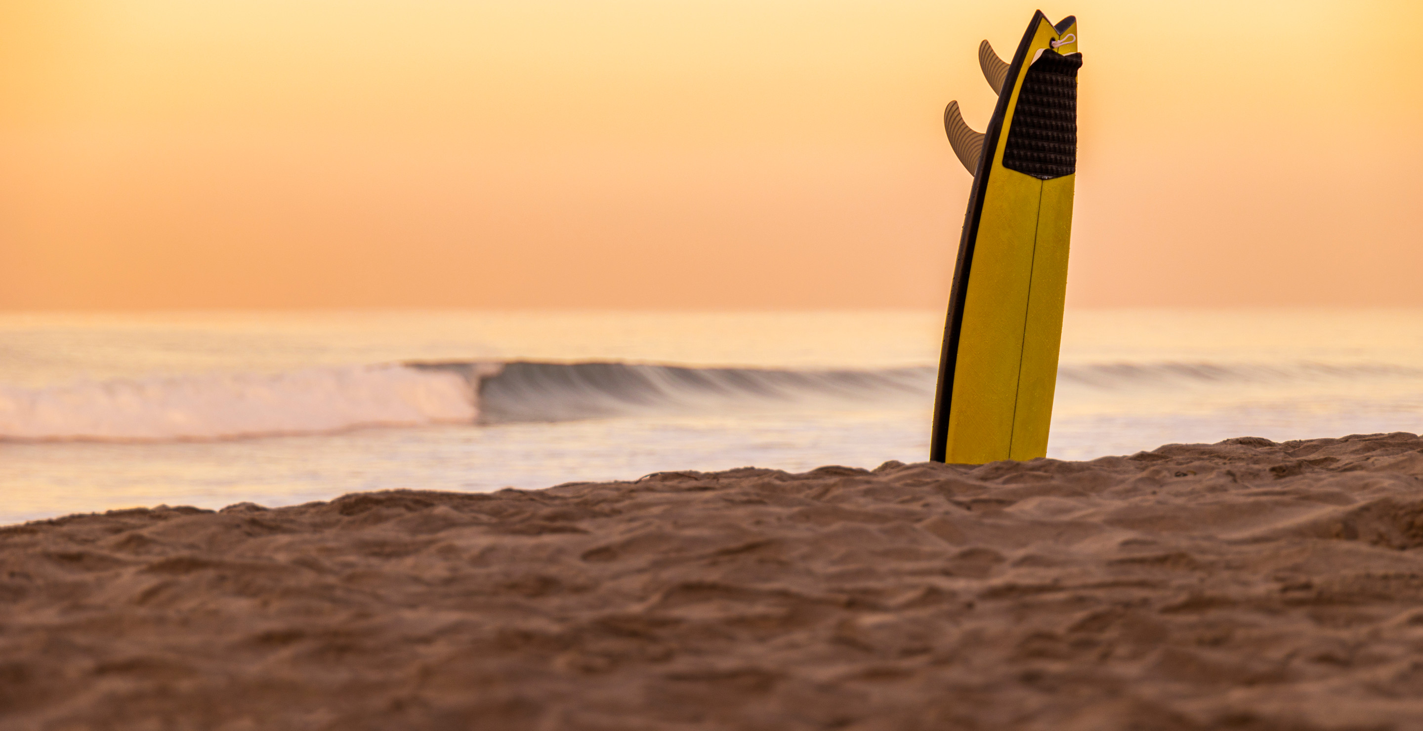 Sugar the Surfing Dog Dies After Cancer Battle