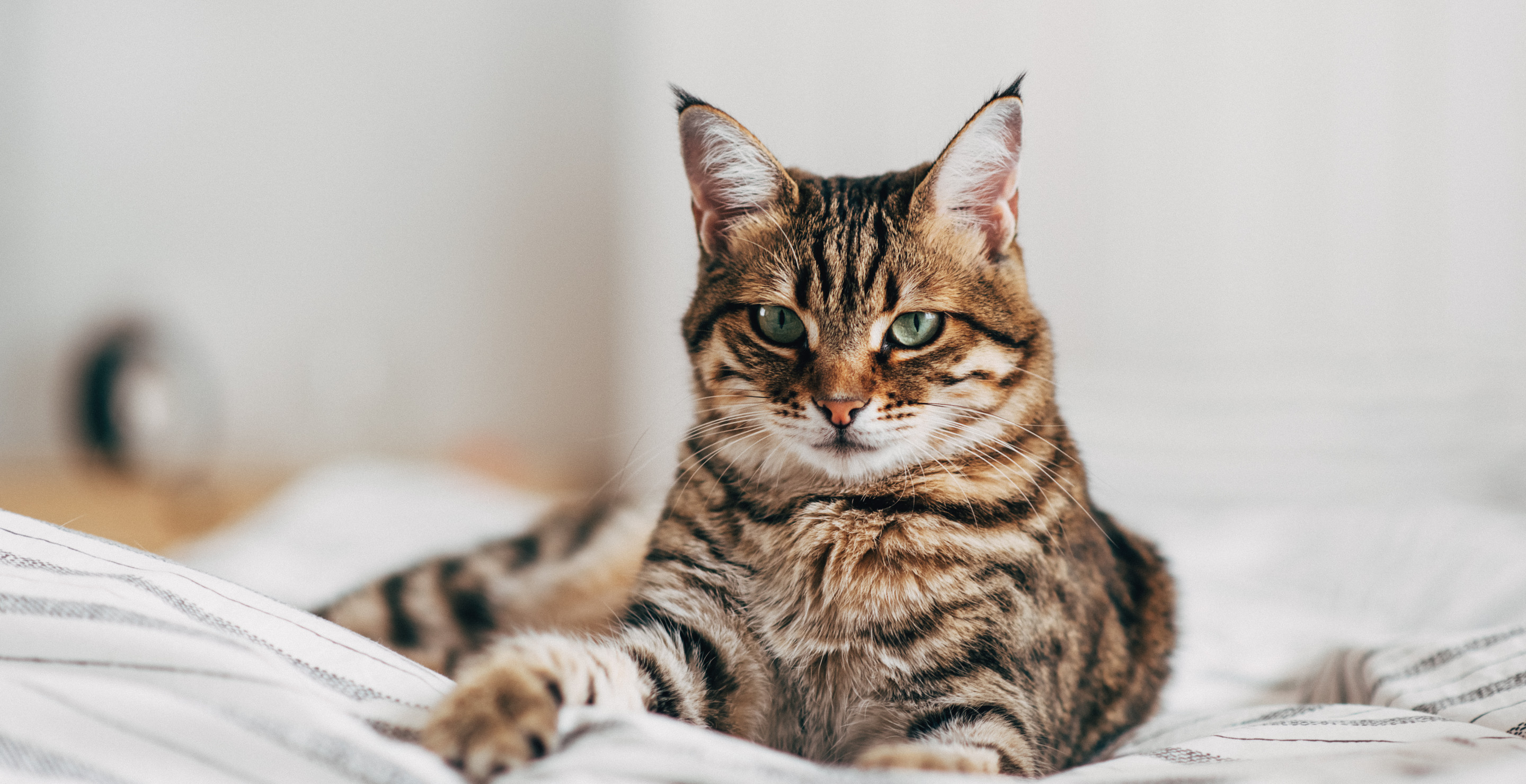 Travel Influencer Turns Heads While Backpacking Down Mountain with Cats