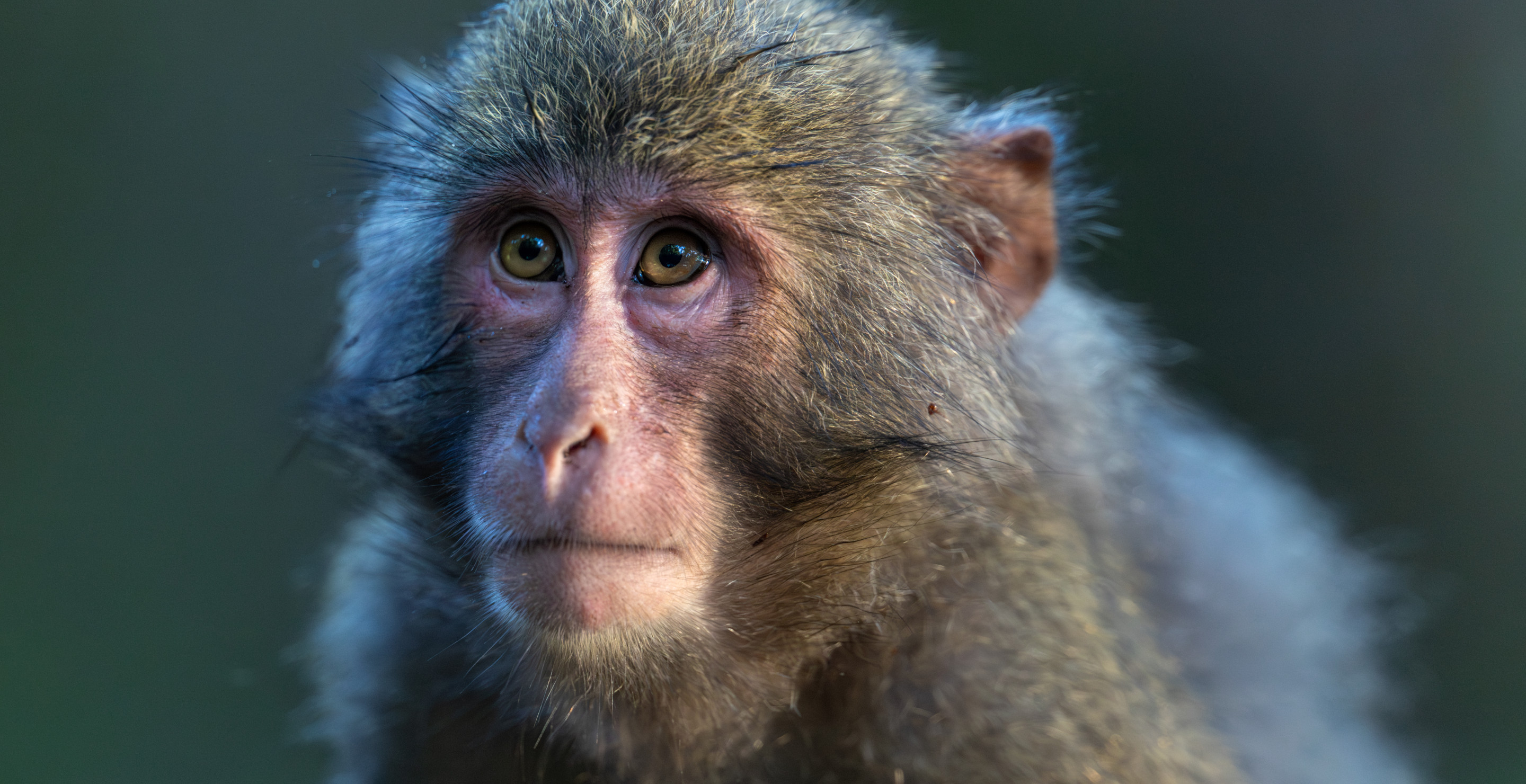 Zoo Speaks Out About Claims Viral Baby Monkey, Punch, Is Being Bullied