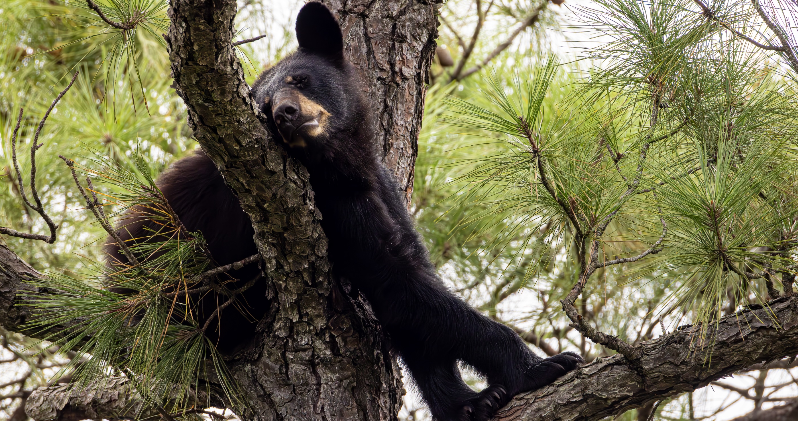 Black Bear Has Hours-Long Standoff With Police Before Falling From A Tree