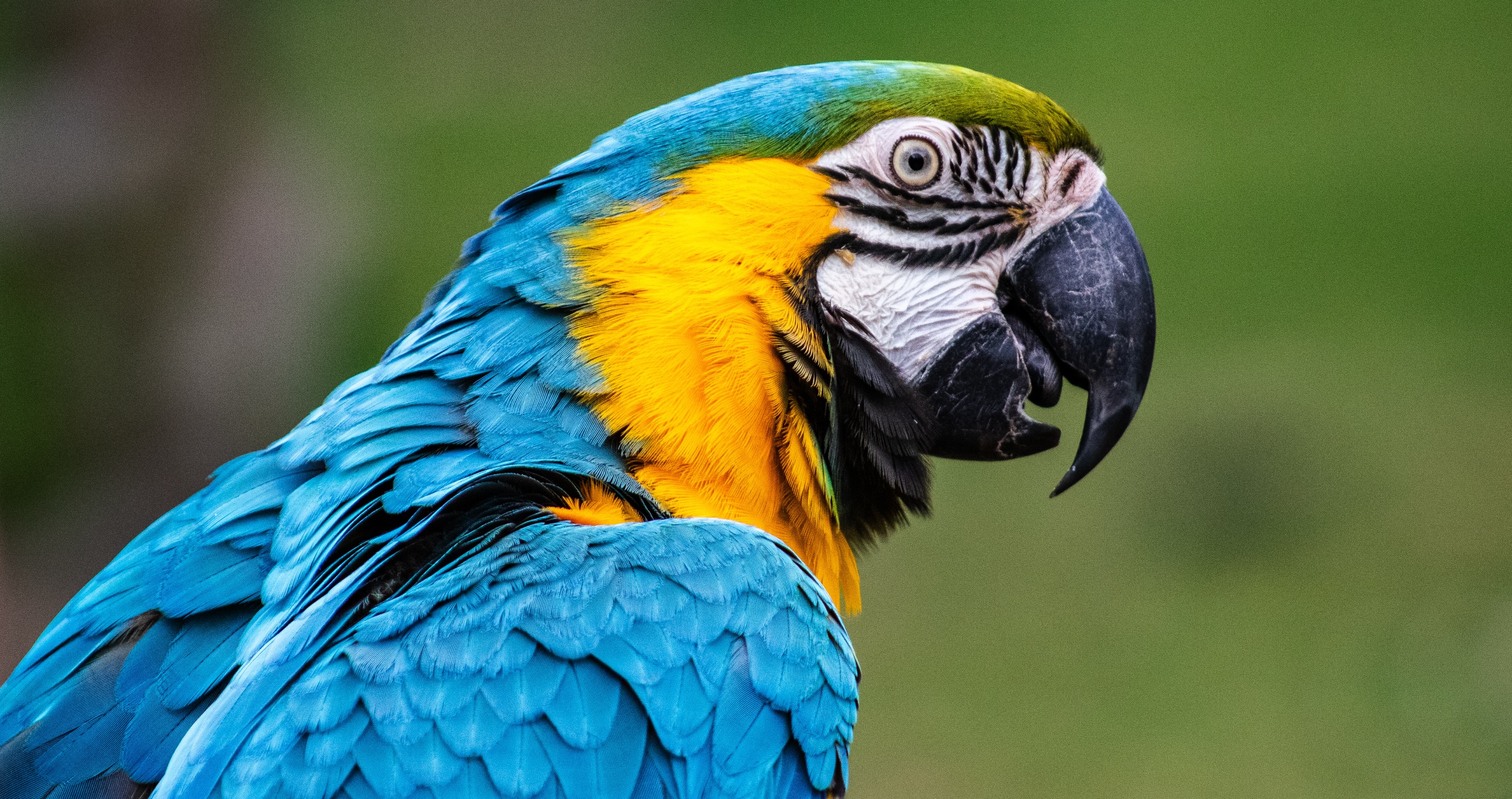 Blue And Yellow Macaws Return To Rio After 200 Years