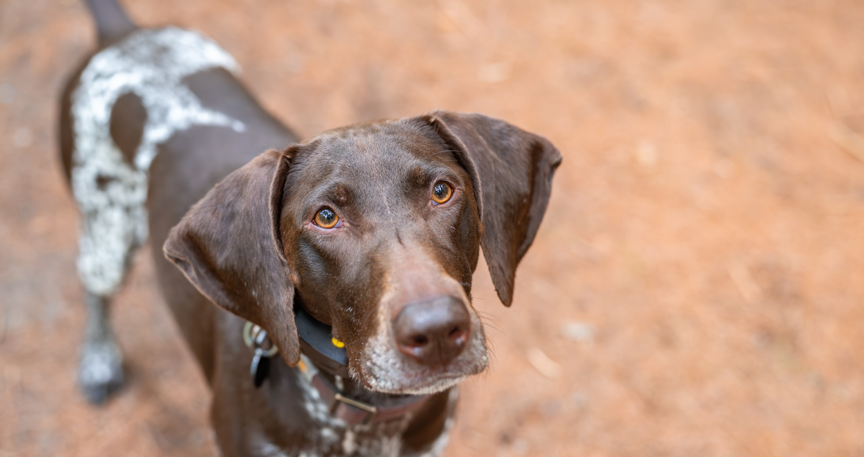 Heroic Pup Saved His Family From Garage Fire