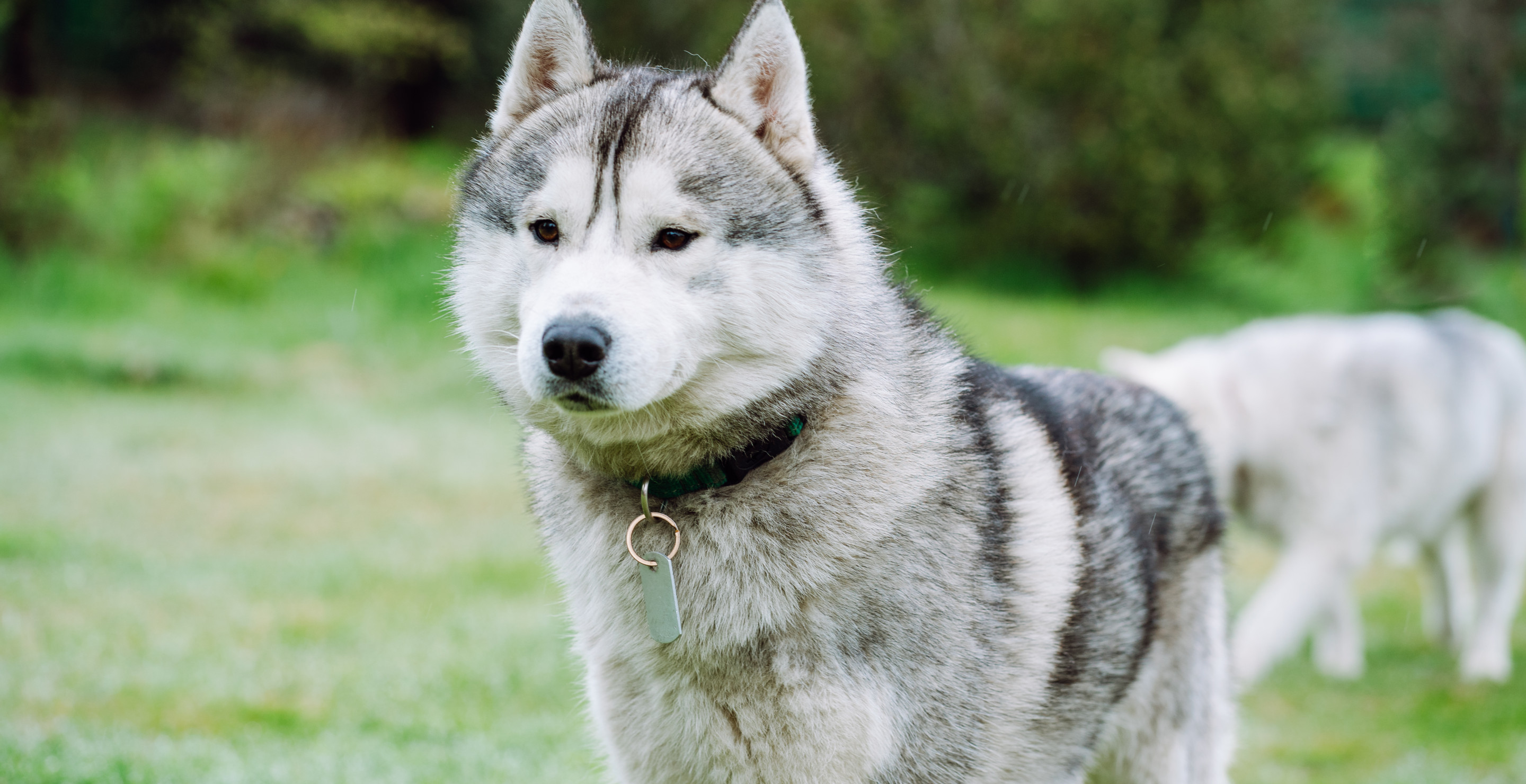 House Sitter Allegedly Stole US Airman's Husky While He was Deployed Overseas