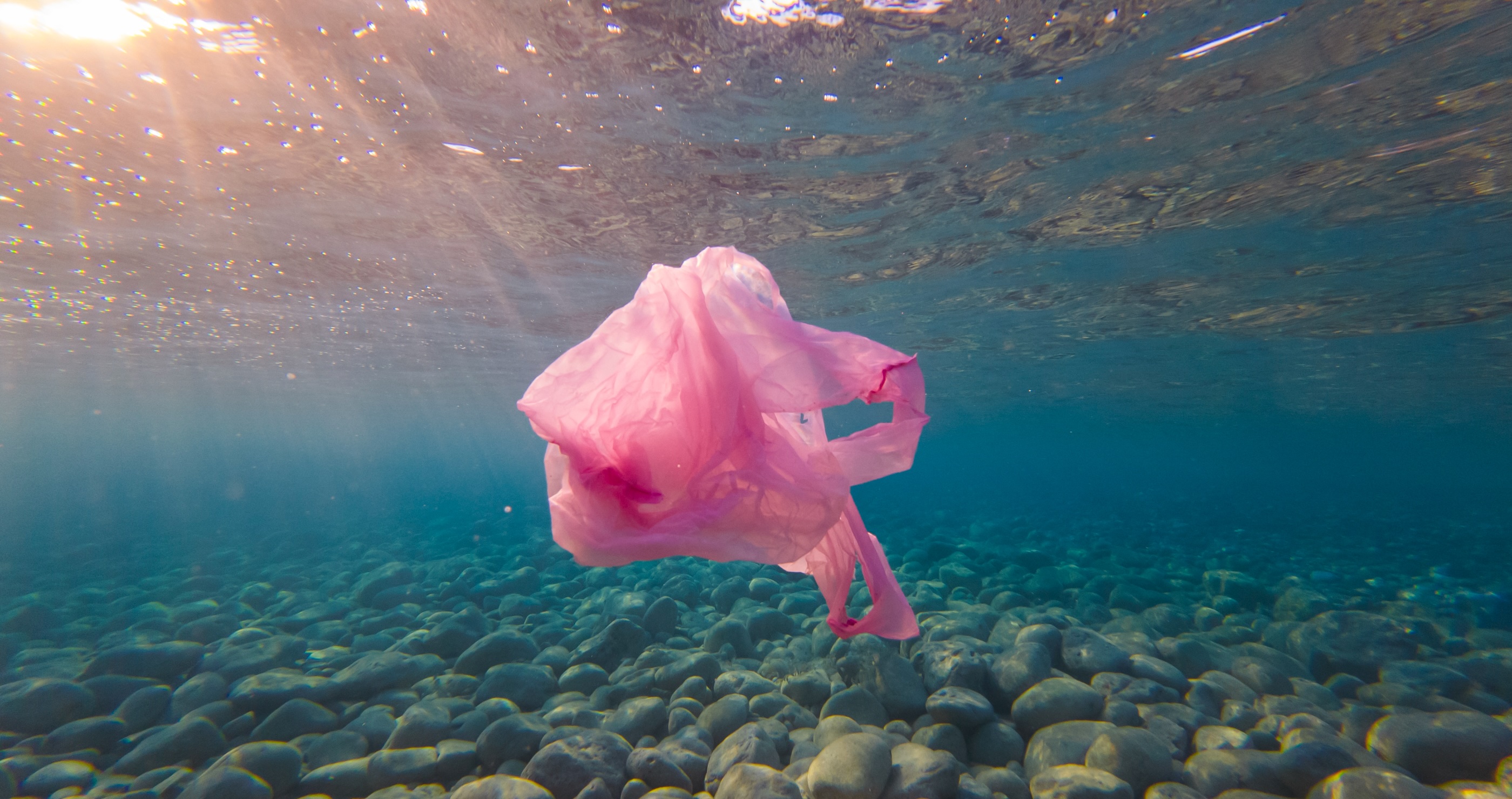 It Turns Out The Great Pacific Garbage Patch Is Now Home To Dozens Of Species
