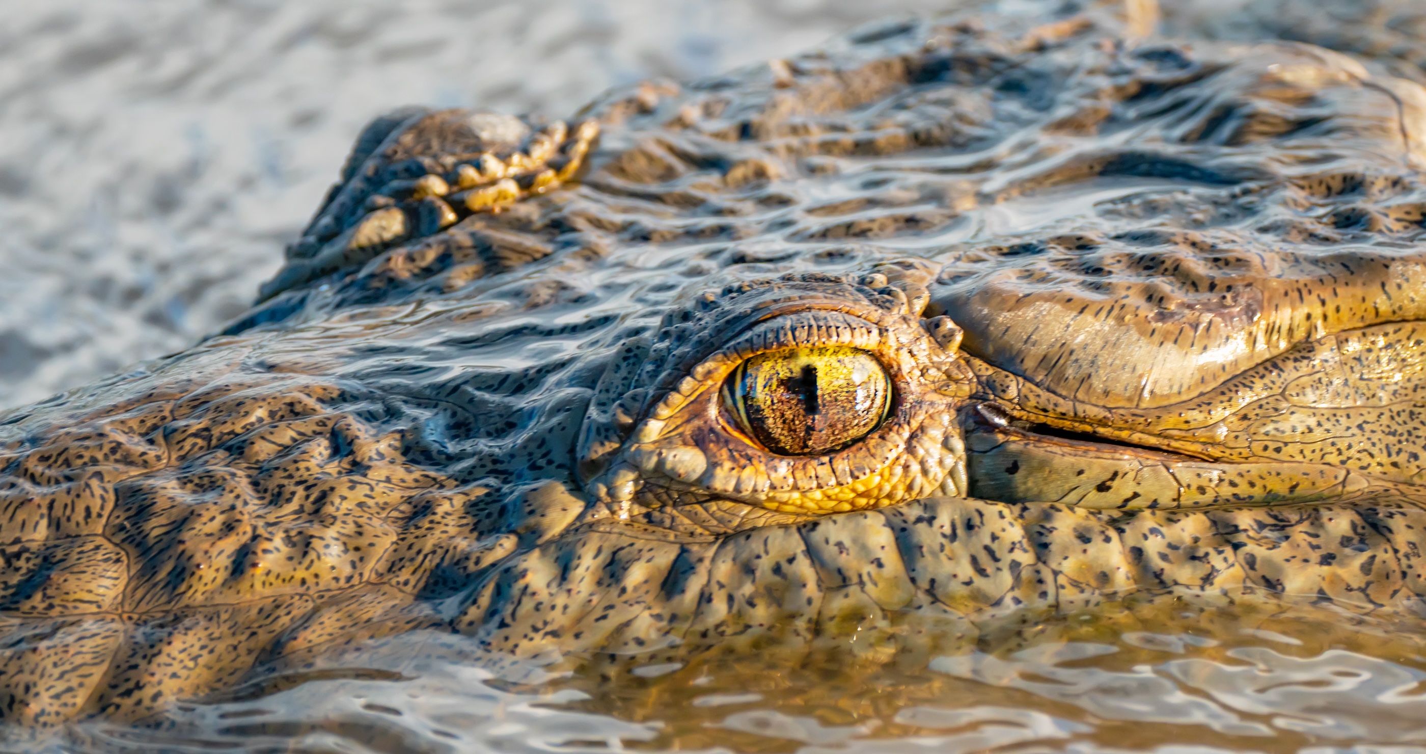 Marathon Swimmer Is Trying To Set A World Record In A Crocodile-Infested River