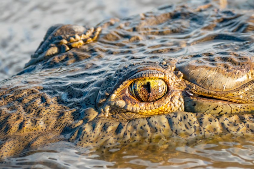 Marathon Swimmer Is Trying To Set A World Record In A Crocodile-Infested River