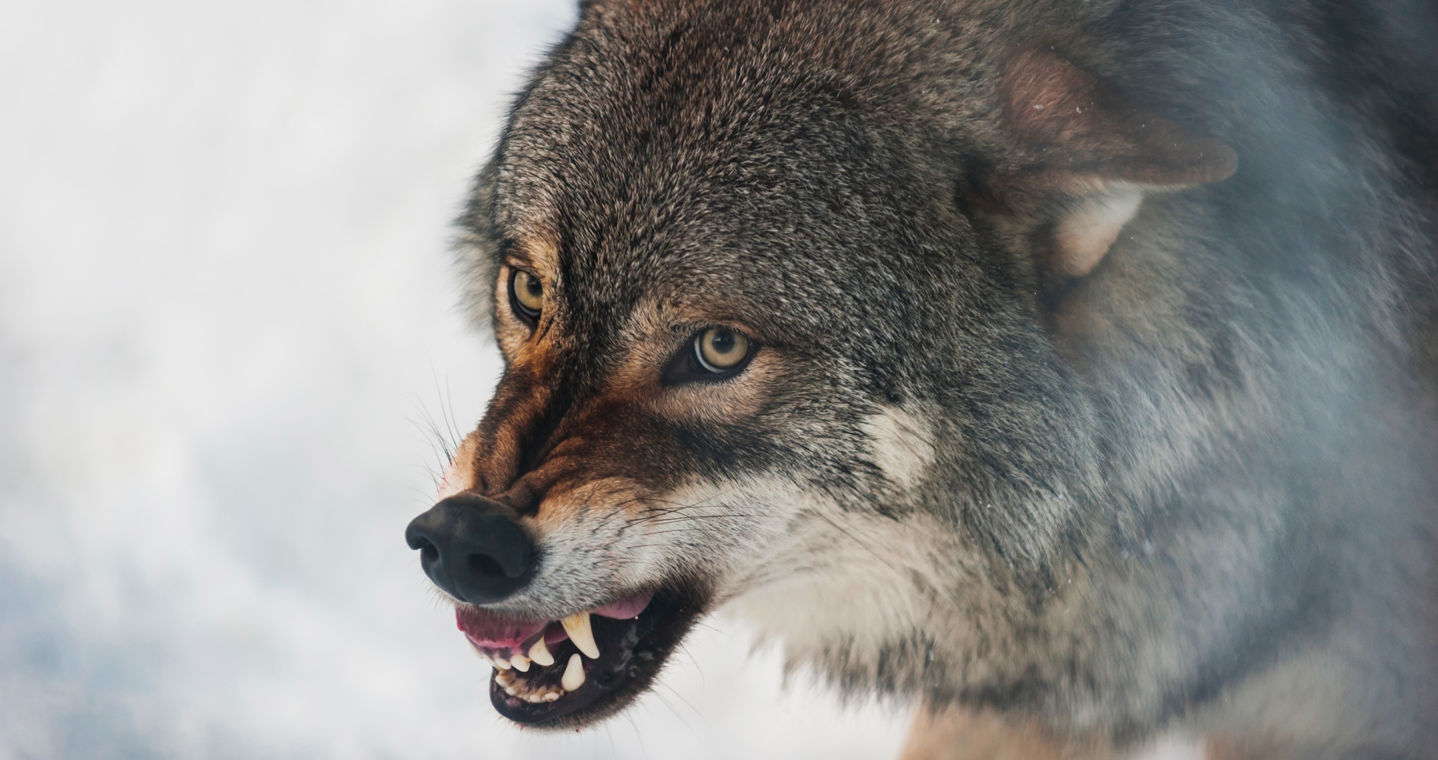 Officials Are Shocked After A Wolf Attacked A Woman In Busy Shopping Center