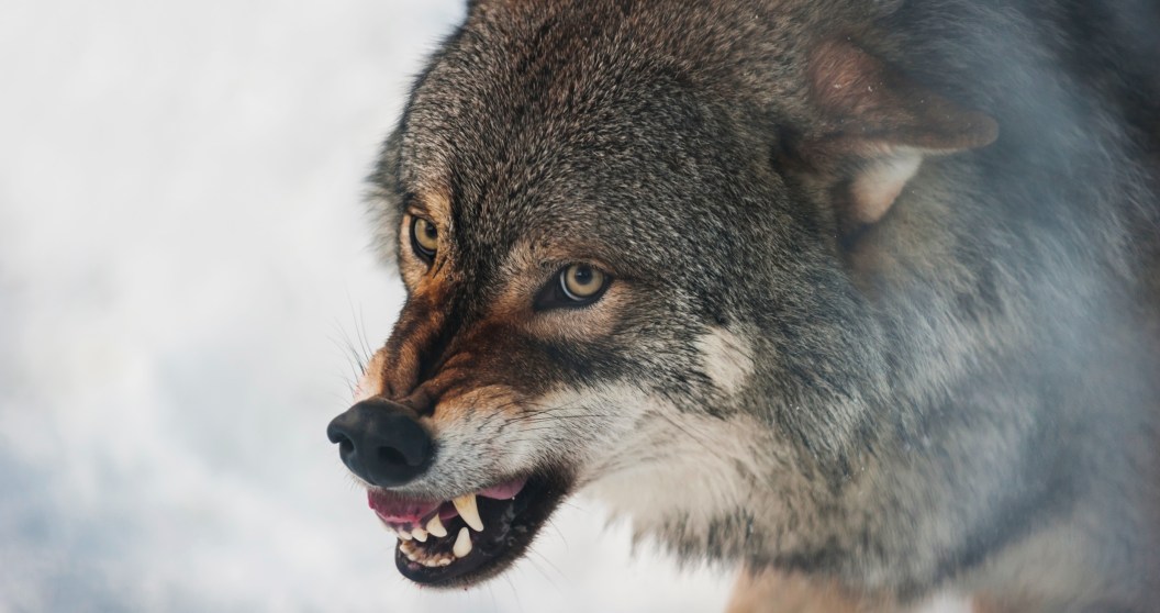 Officials Are Shocked After A Wolf Attacked A Woman In Busy Shopping Center