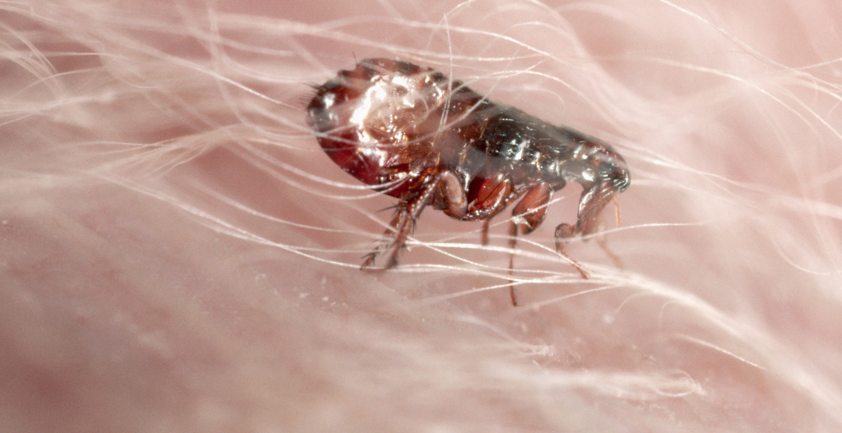 Officials Warn About Outbreak of Flea-Borne Virus