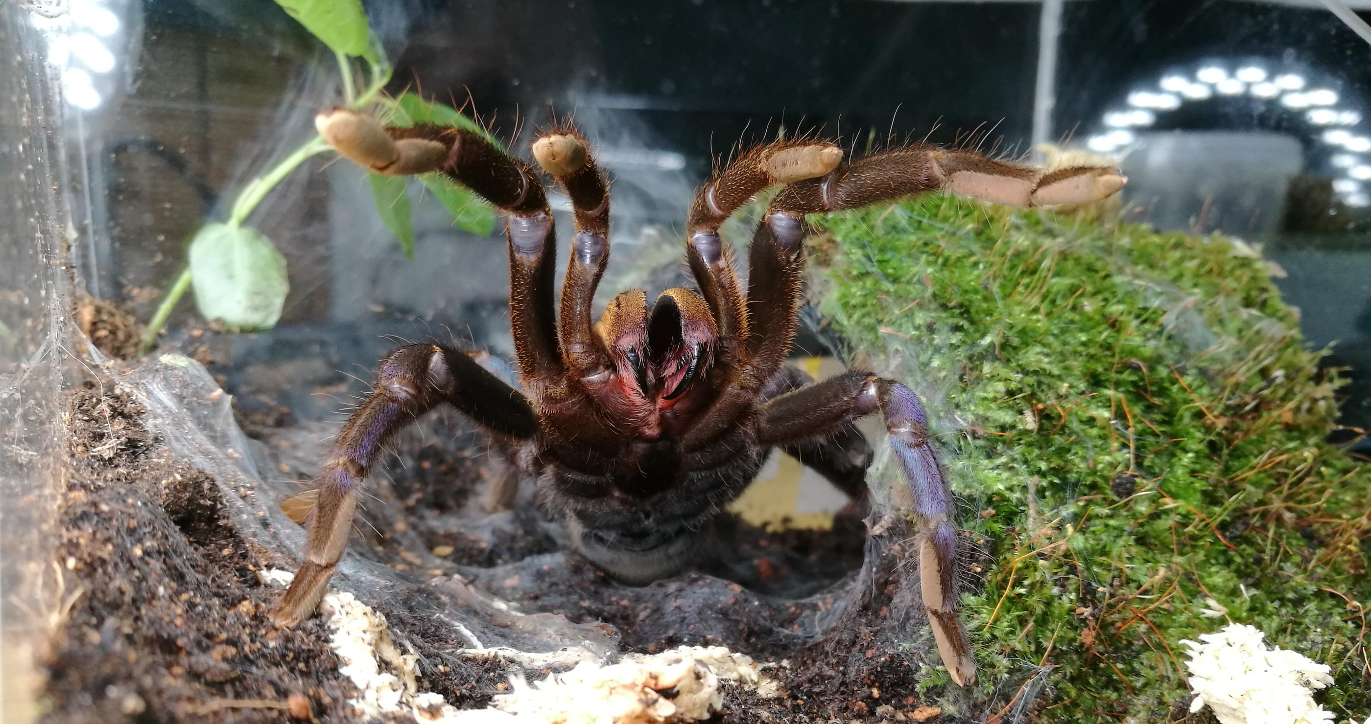 Scientists Observed Tarantula Hunting Behaviors And Discovered Something Interesting