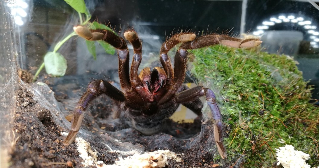 Scientists Observed Tarantula Hunting Behaviors And Discovered Something Interesting