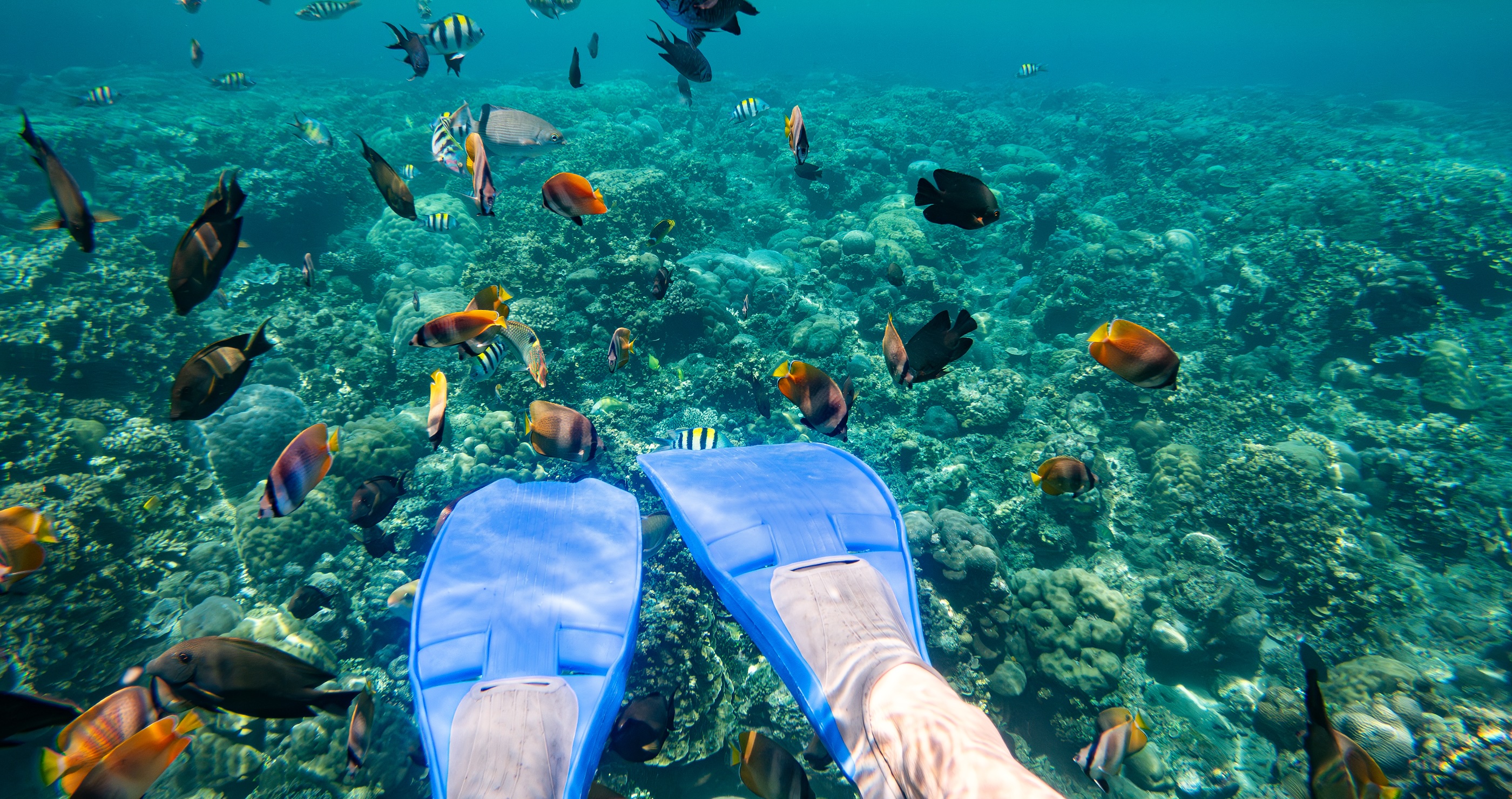 Snorkeler Gets Surprise Of A Lifetime When A Massive Creature Photo Bombs Her