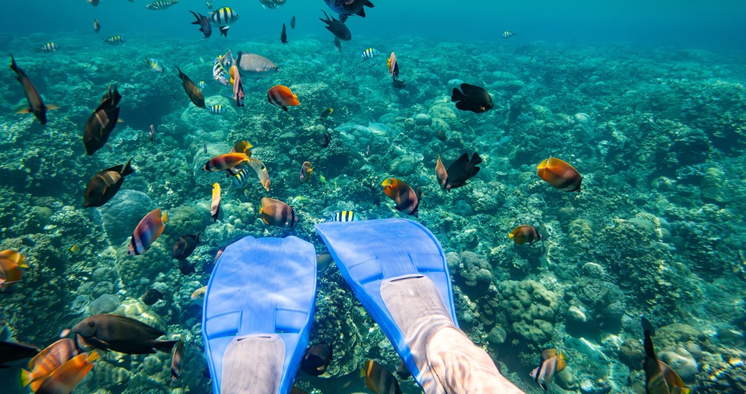 Snorkeler Gets Surprise Of A Lifetime When A Massive Creature Photo Bombs Her