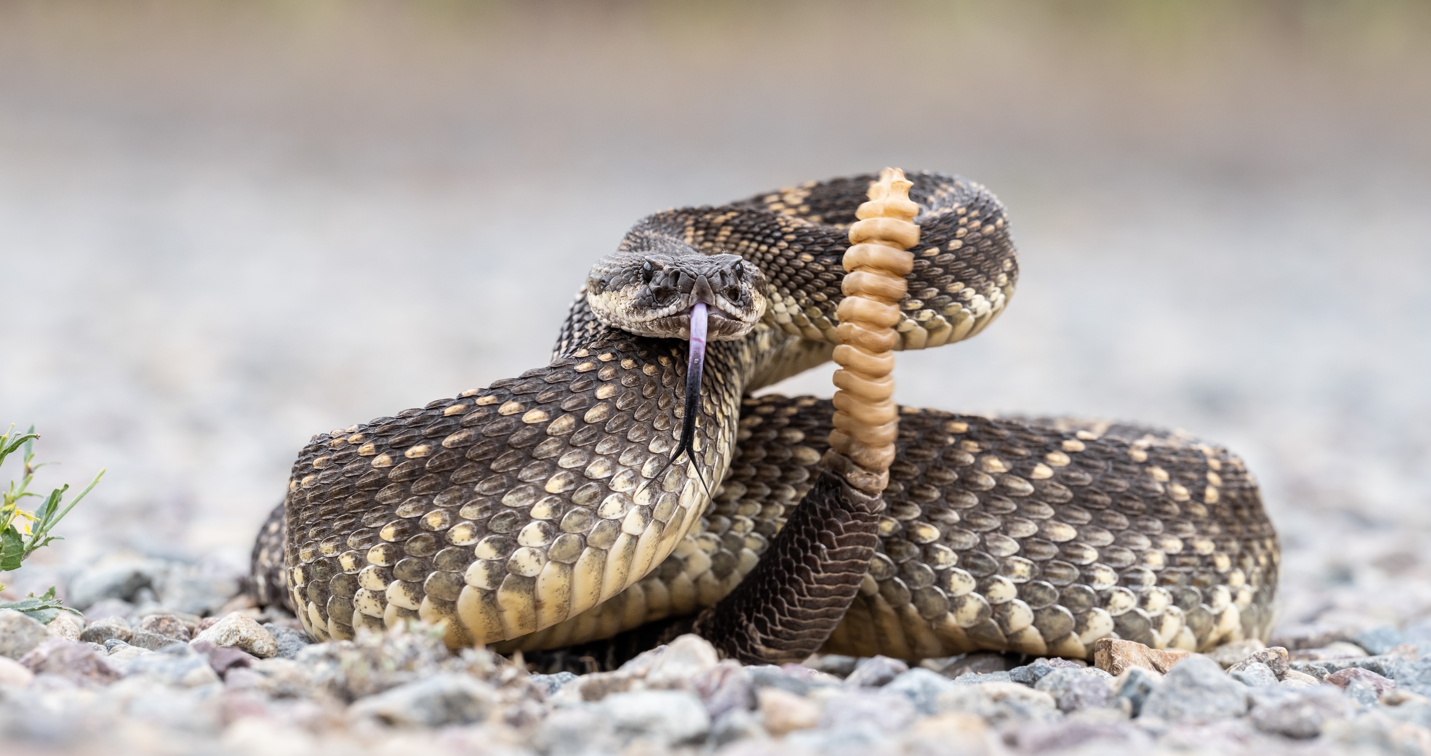 Southern California County Has Claimed Its Sixth Rattlesnake Bite Victim In Less Than A Month