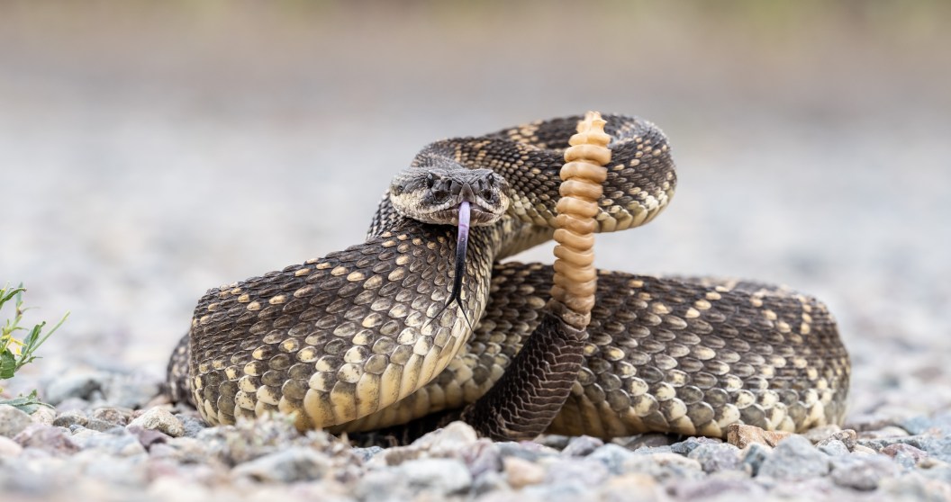 Southern California County Has Claimed Its Sixth Rattlesnake Bite Victim In Less Than A Month