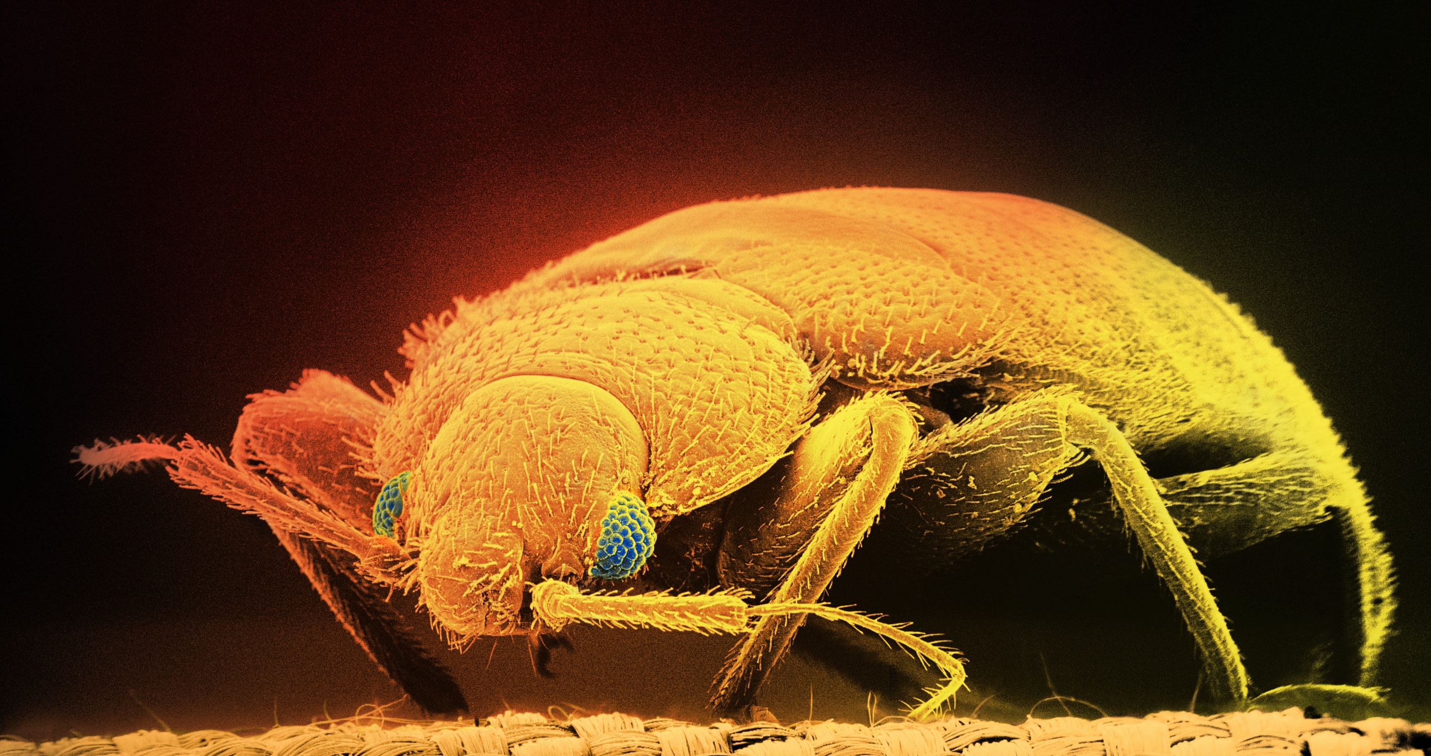 Tourist Is Suing Disney For $50,000 Over Alleged Bed Bug Infestation 