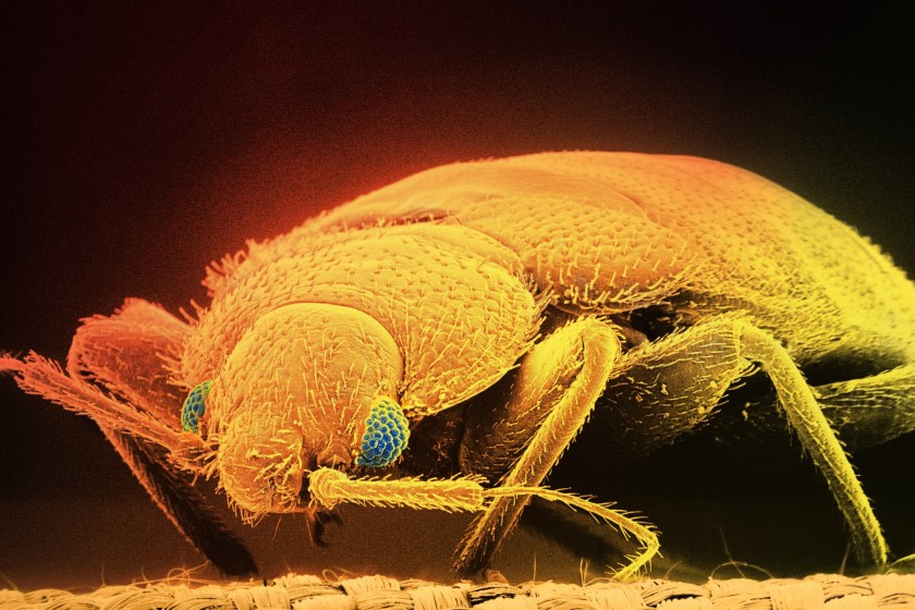 Tourist Is Suing Disney For $50,000 Over Alleged Bed Bug Infestation