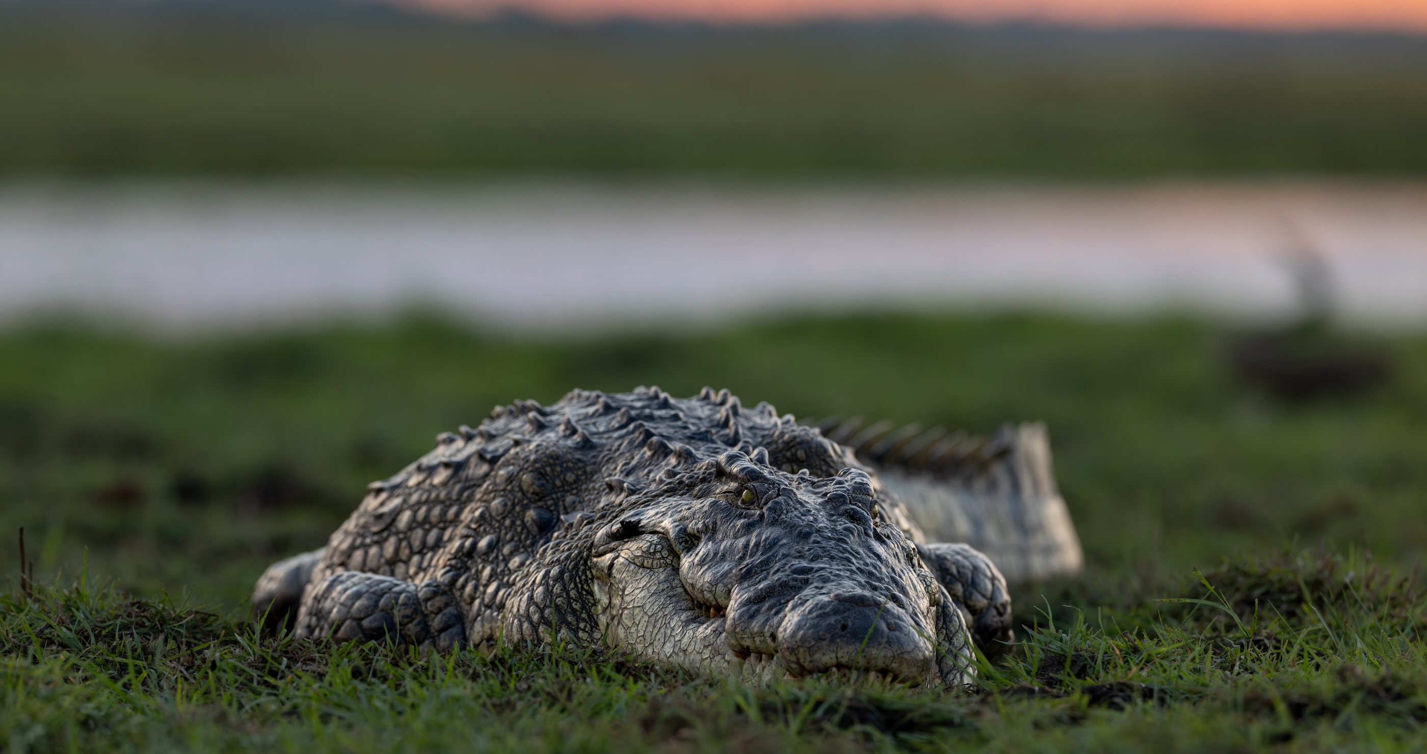 Tourists Are Shocked When A 13-Foot Crocodile Saunters Into A Hotel Restaurant