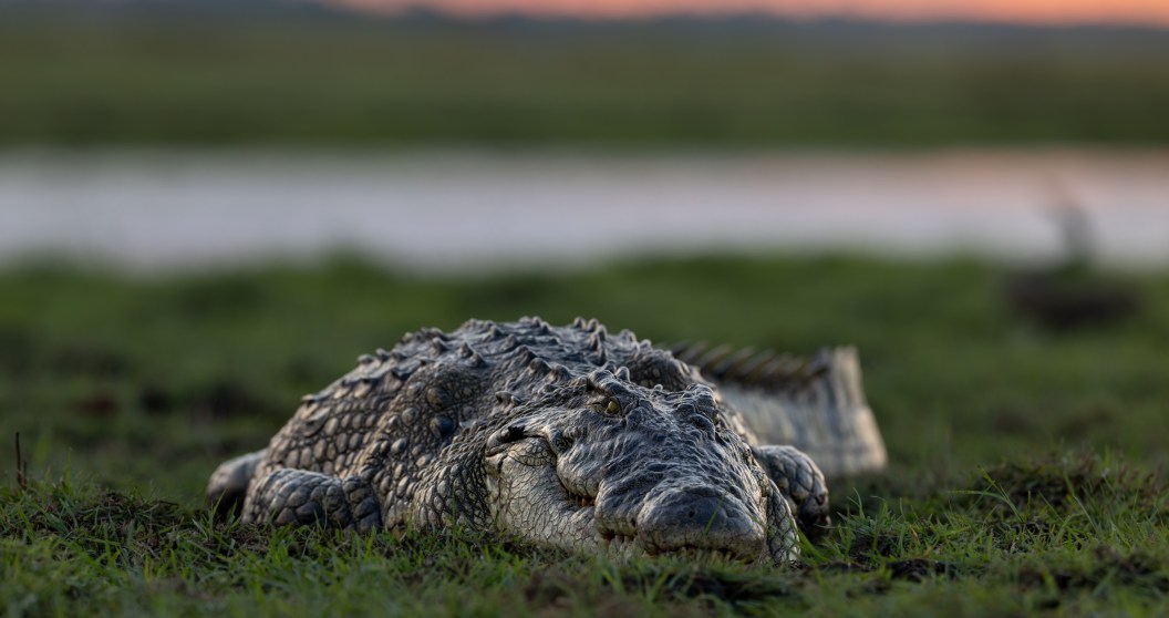 Tourists Are Shocked When A 13-Foot Crocodile Saunters Into A Hotel Restaurant