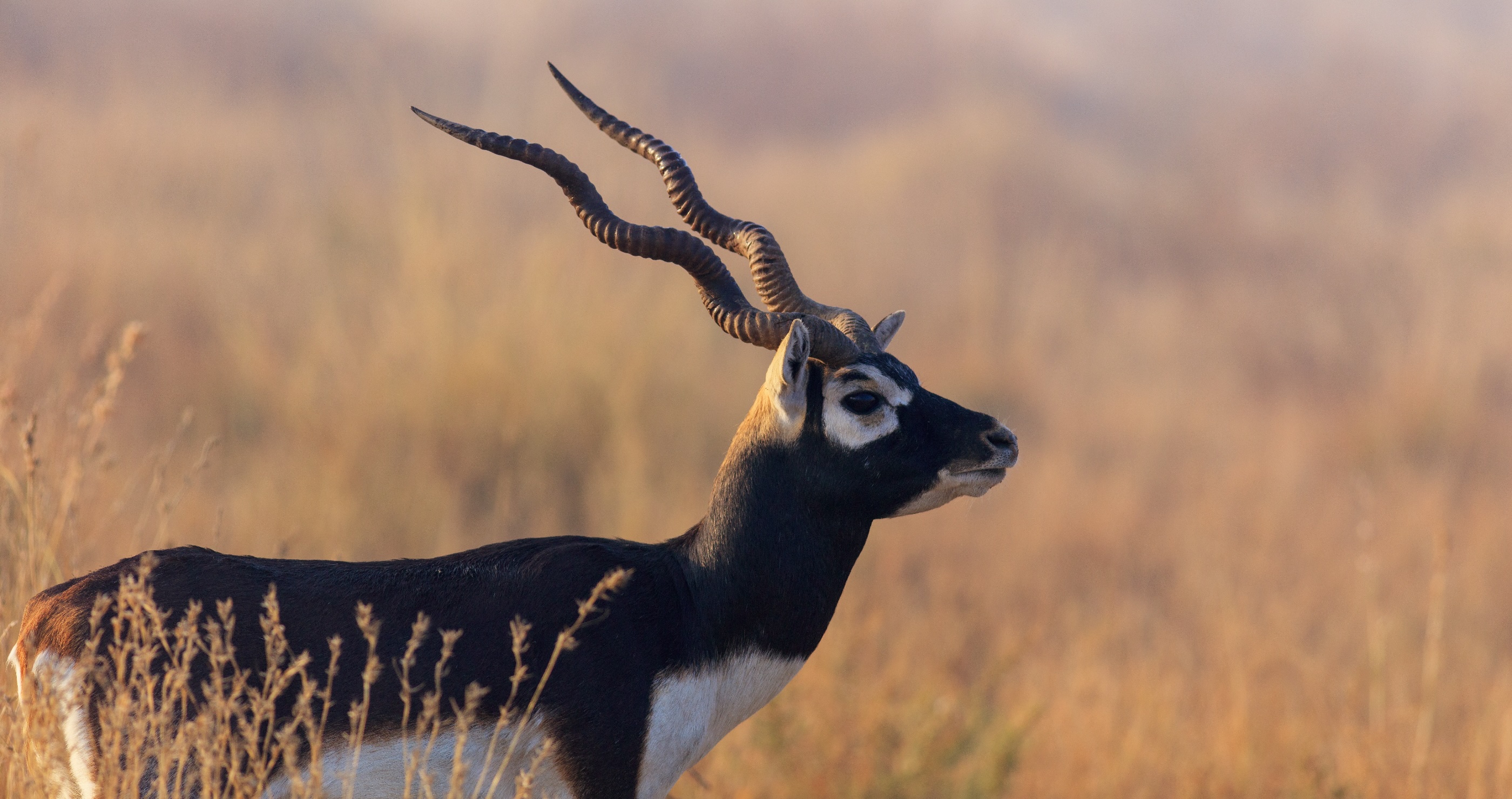Unknown Gunman Shot And Killed Young Antelope At World's Oldest Zoo