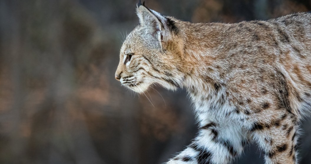 Wisconsin Teen Attacked By A Bobcat While On A Turkey Hunt