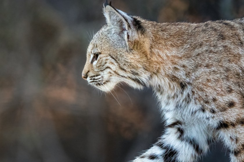Wisconsin Teen Attacked By A Bobcat While On A Turkey Hunt