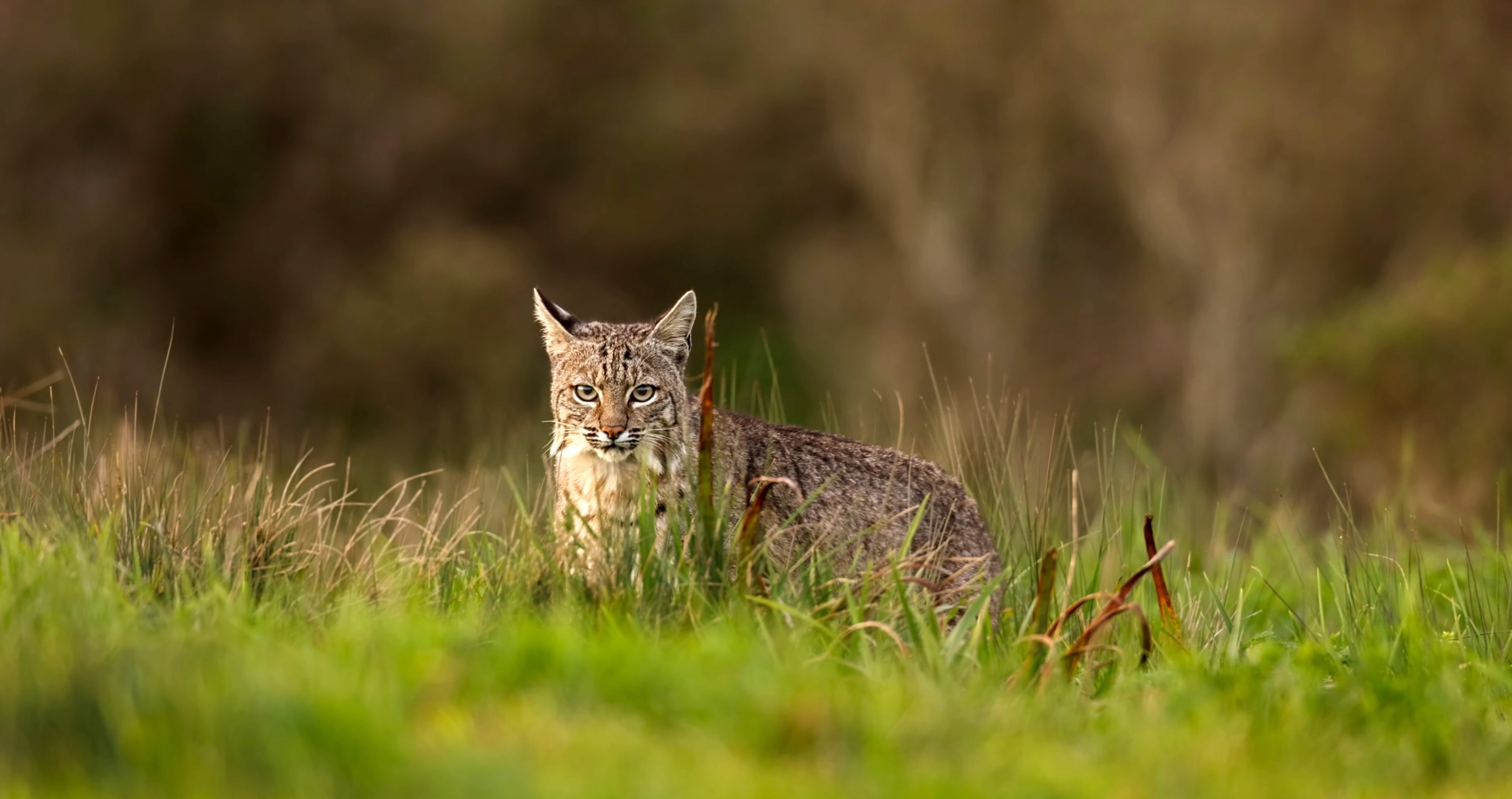 Wisconsin Teen Attacked By A Bobcat While On A Turkey Hunt