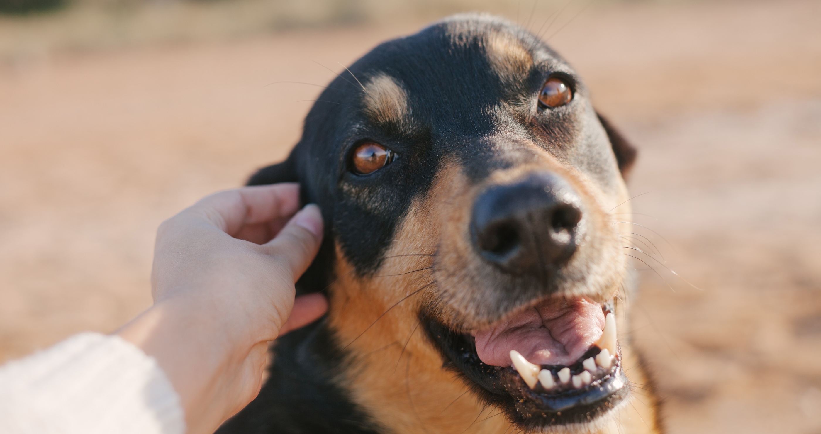 American Couple Befriends Stray Dog In Mexico And Take Him Home