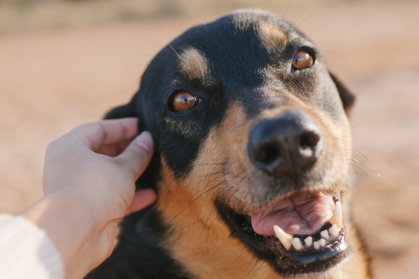 American Couple Befriends Stray Dog In Mexico And Take Him Home